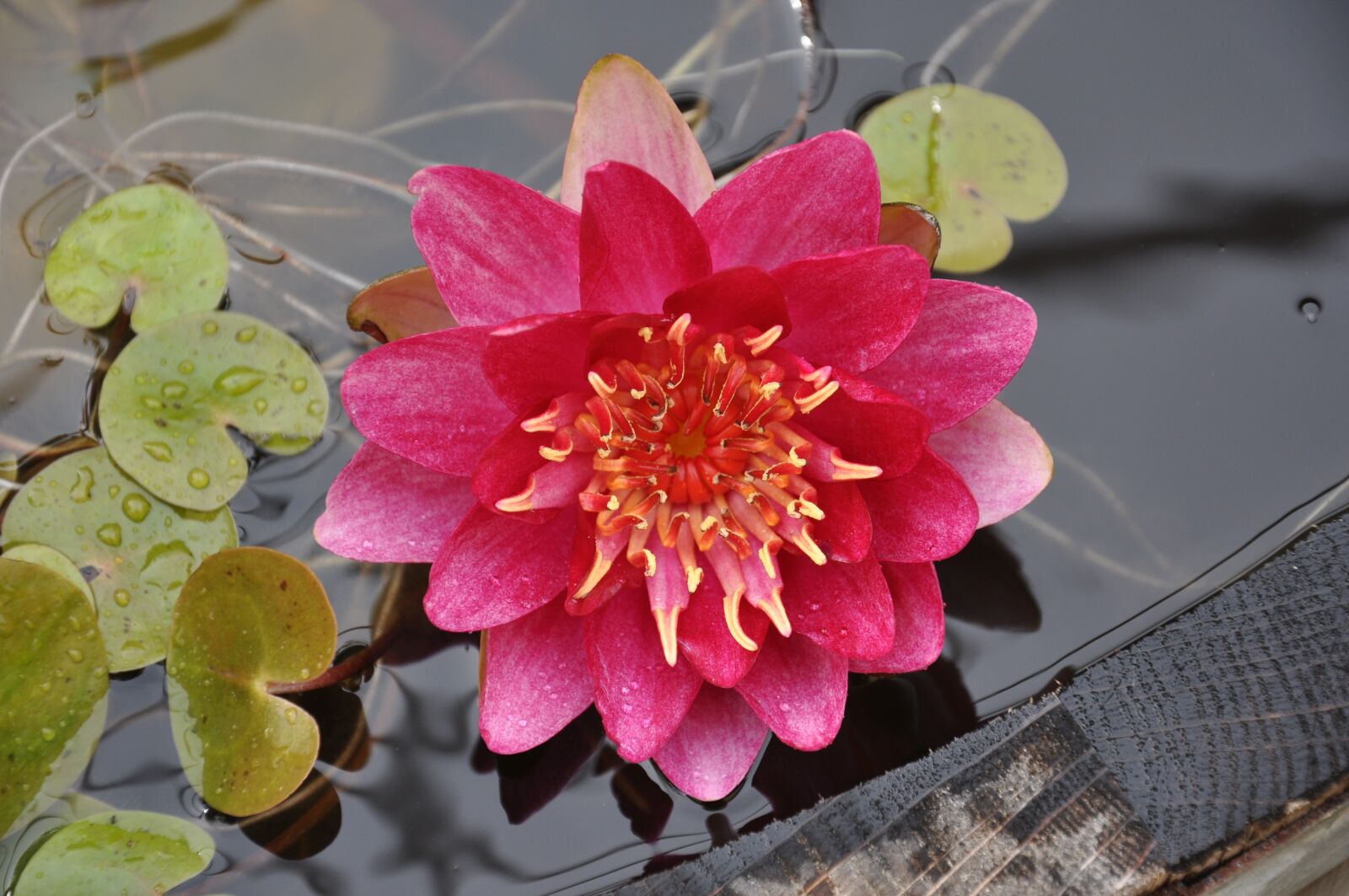 Nikon D90 sample photo. Water lily, pond, water photography