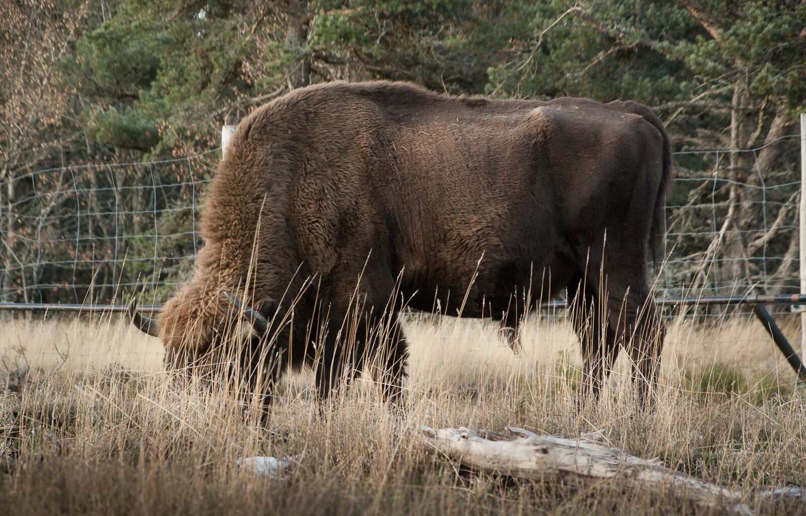Pentax K10D sample photo. Bison, mammal, ruminant photography