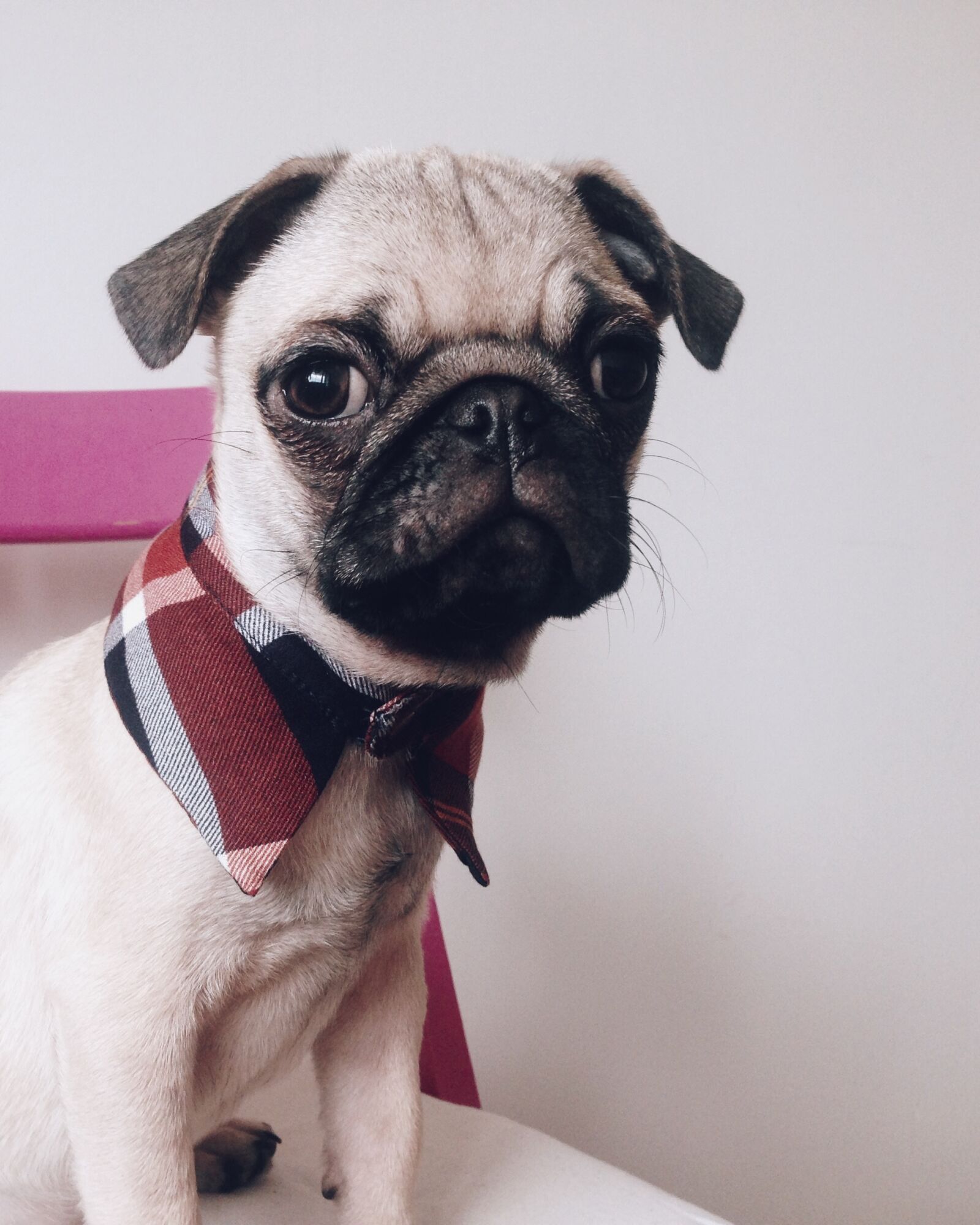 iPhone 5 back camera 4.12mm f/2.4 sample photo. Dog, pug, fashion photography