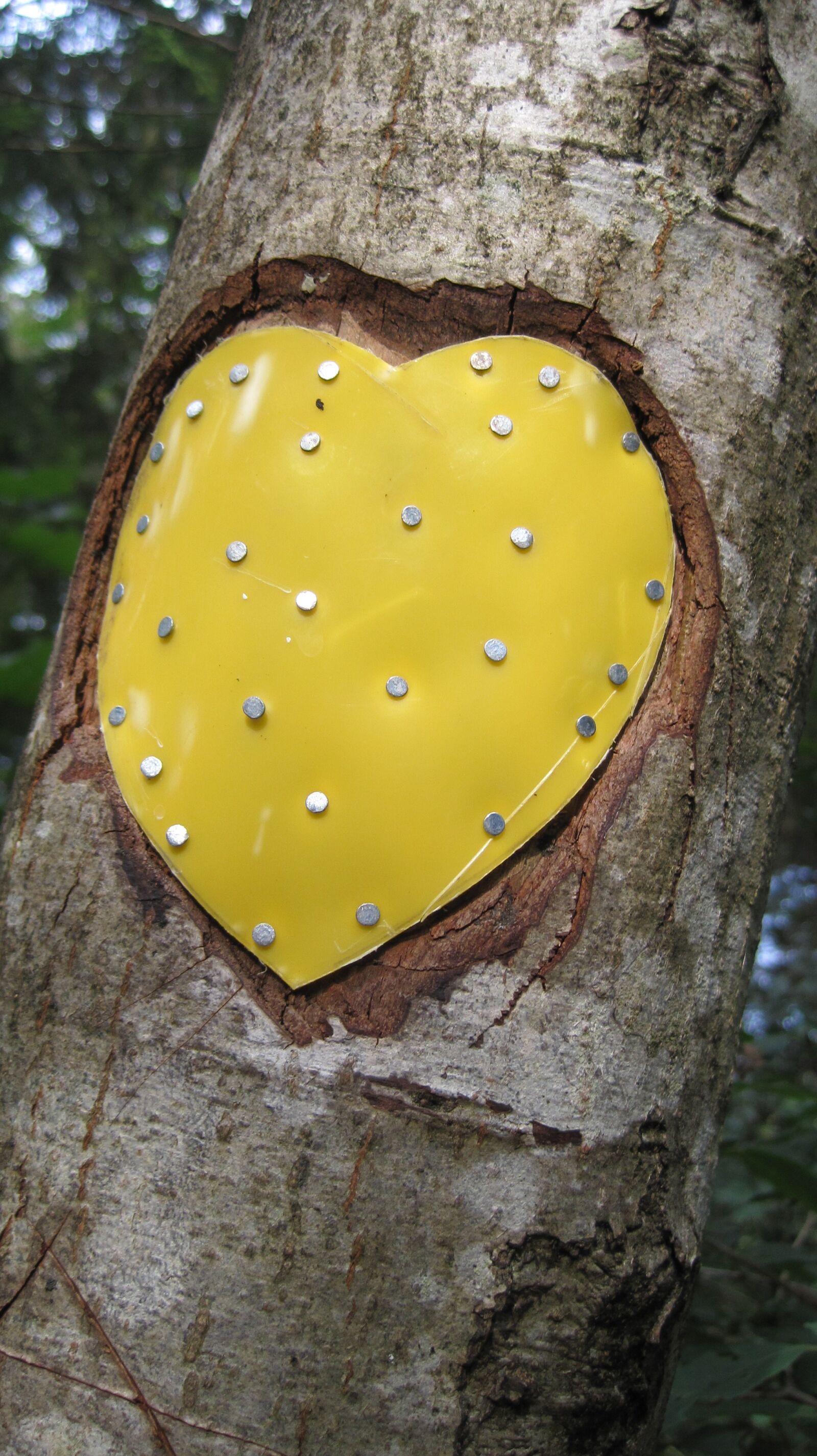 Canon PowerShot SD1200 IS (Digital IXUS 95 IS / IXY Digital 110 IS) sample photo. Tree, heart, nature photography