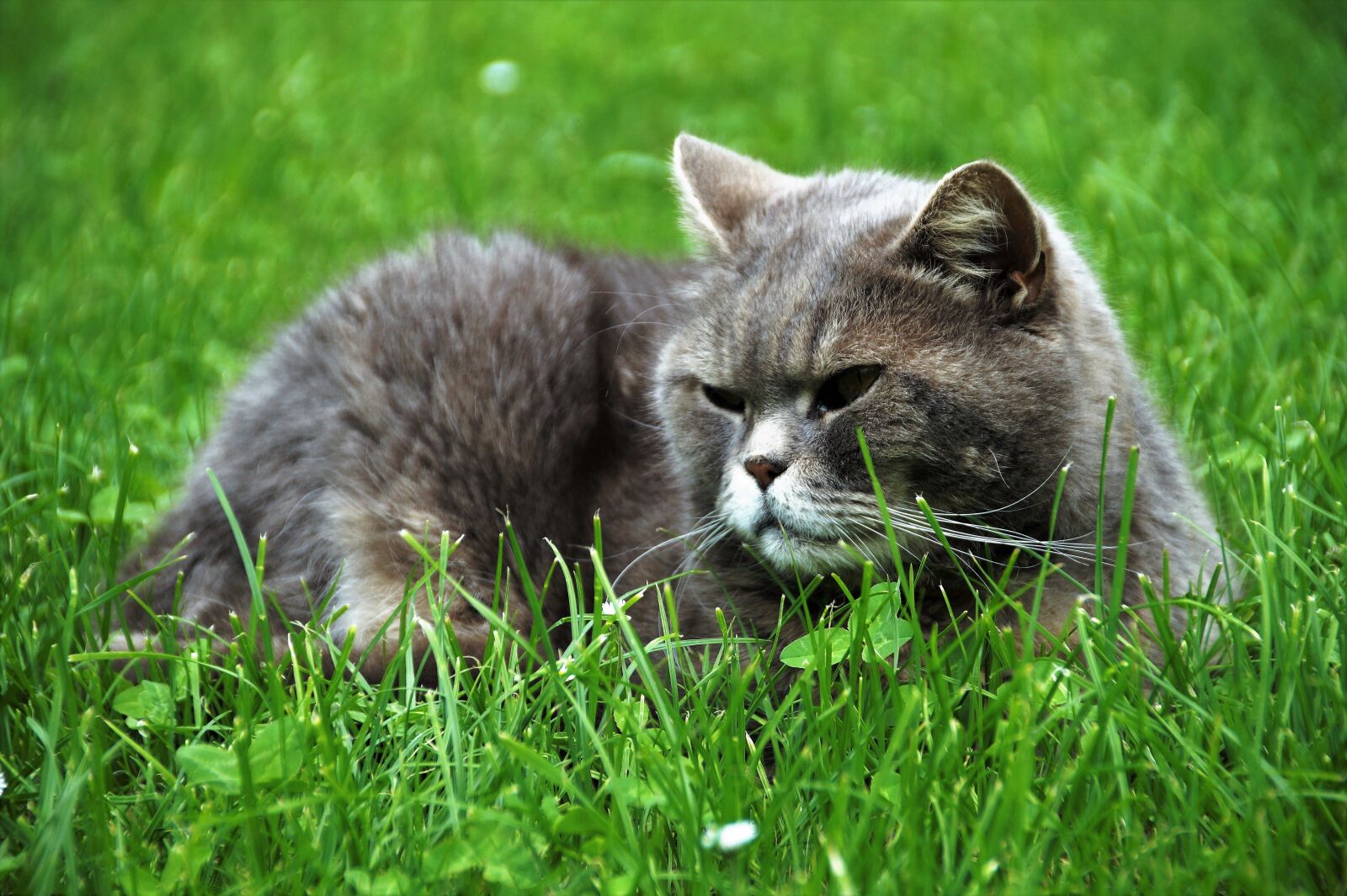 Sony SLT-A58 sample photo. Cat, british, blue photography