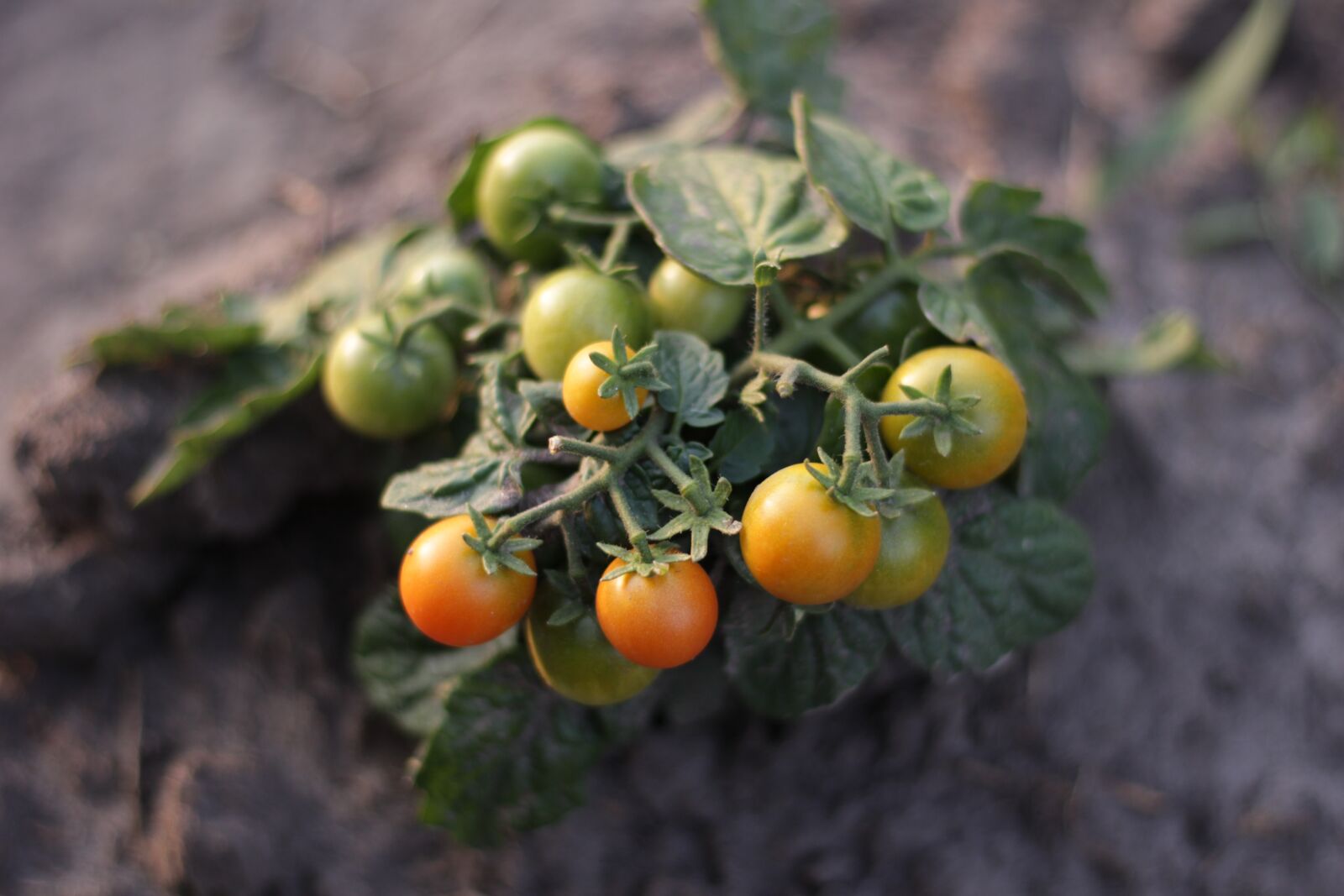 Canon EOS 100D (EOS Rebel SL1 / EOS Kiss X7) sample photo. Tomatoes, cherry, vegetable garden photography