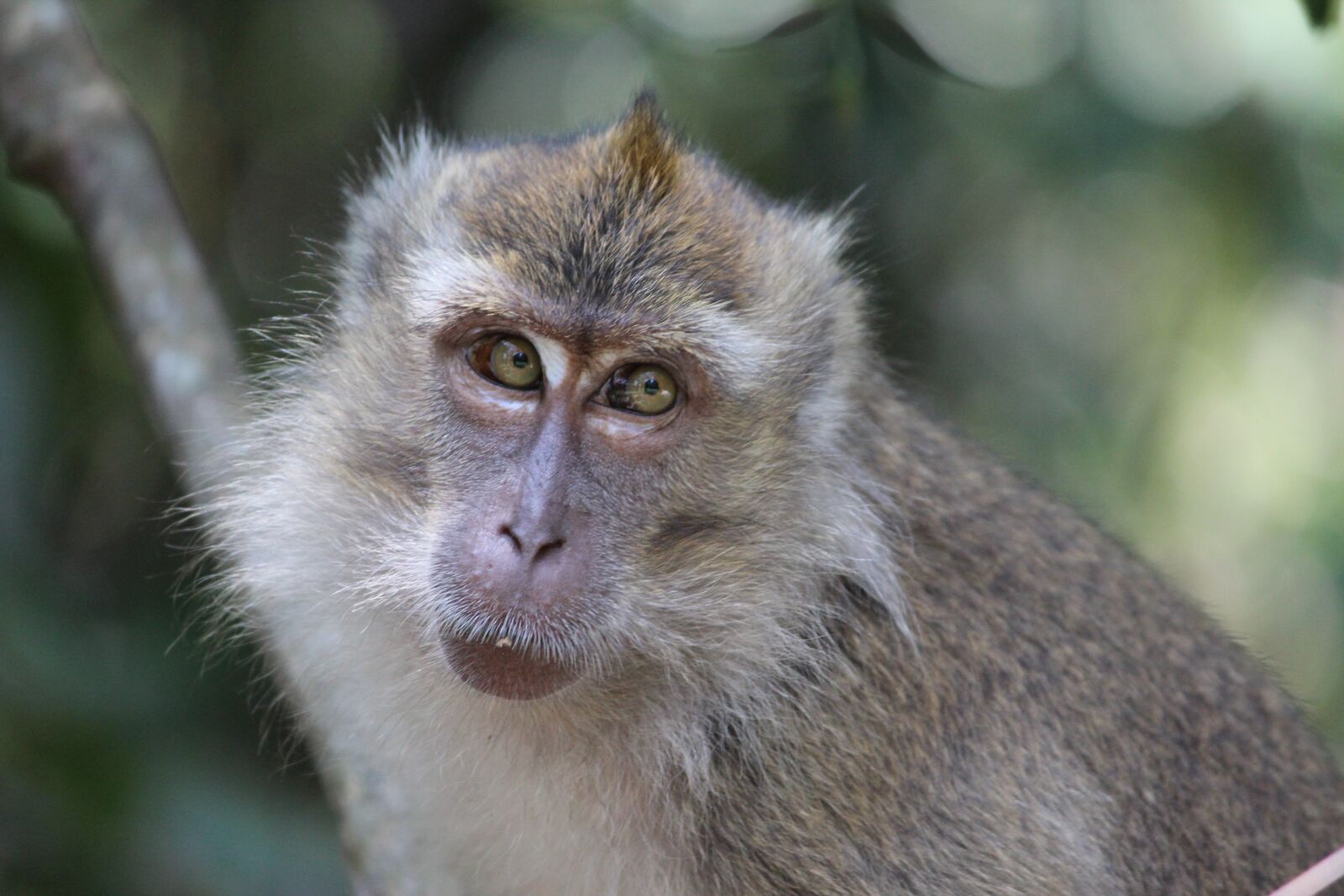 Canon EOS 600D (Rebel EOS T3i / EOS Kiss X5) sample photo. Wildlife, nature, mammal photography