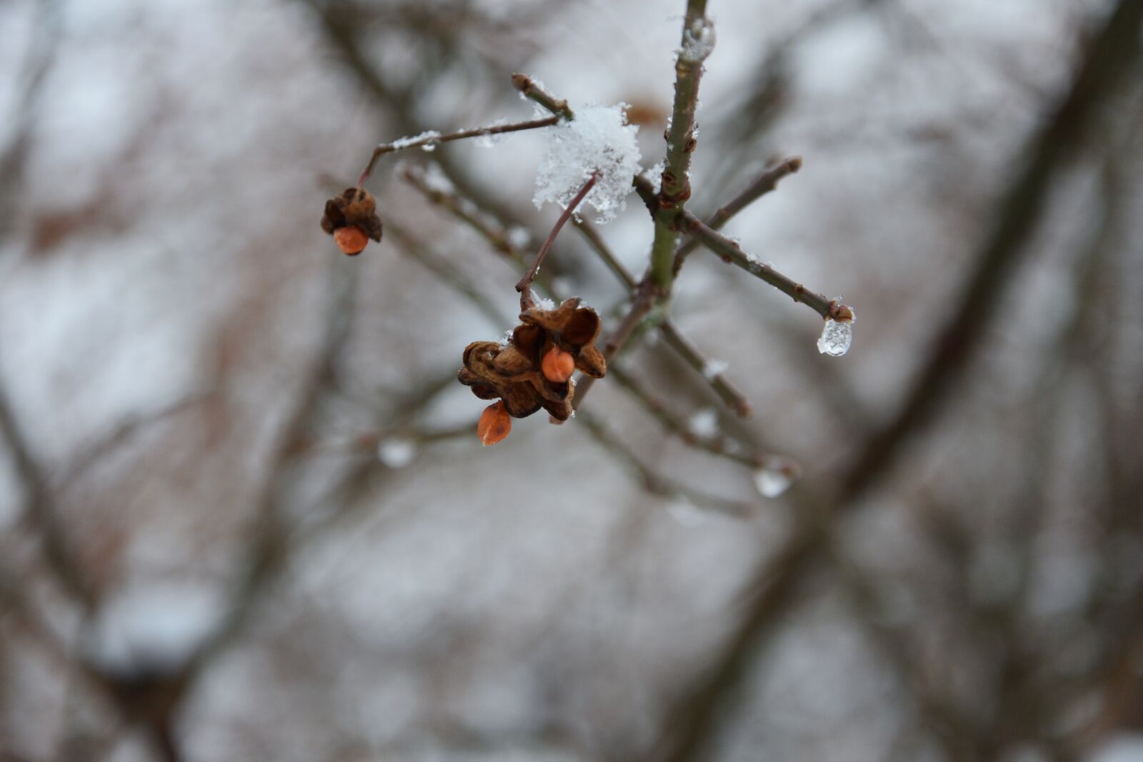 Nikon D3400 sample photo. Frozen fruit, branch, winter photography
