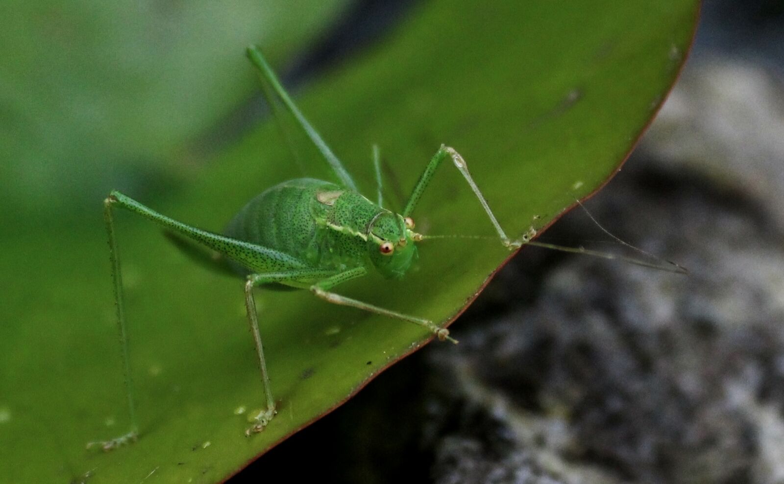 Canon EOS 600D (Rebel EOS T3i / EOS Kiss X5) sample photo. Cricket, insect, bug photography