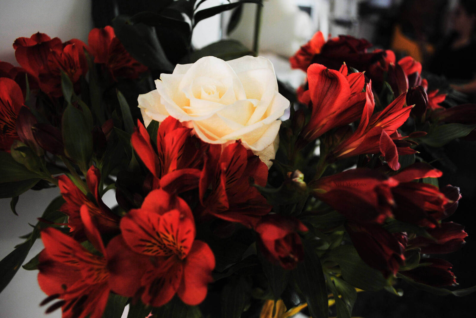 Nikon D3000 sample photo. Beautiful, flowers, flower, flowers photography