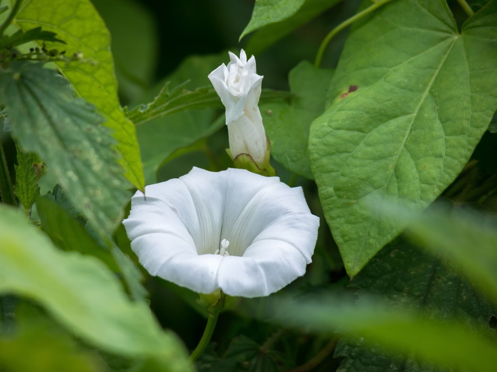 Samsung NX300M sample photo. Bindweed, blossom, bloom photography