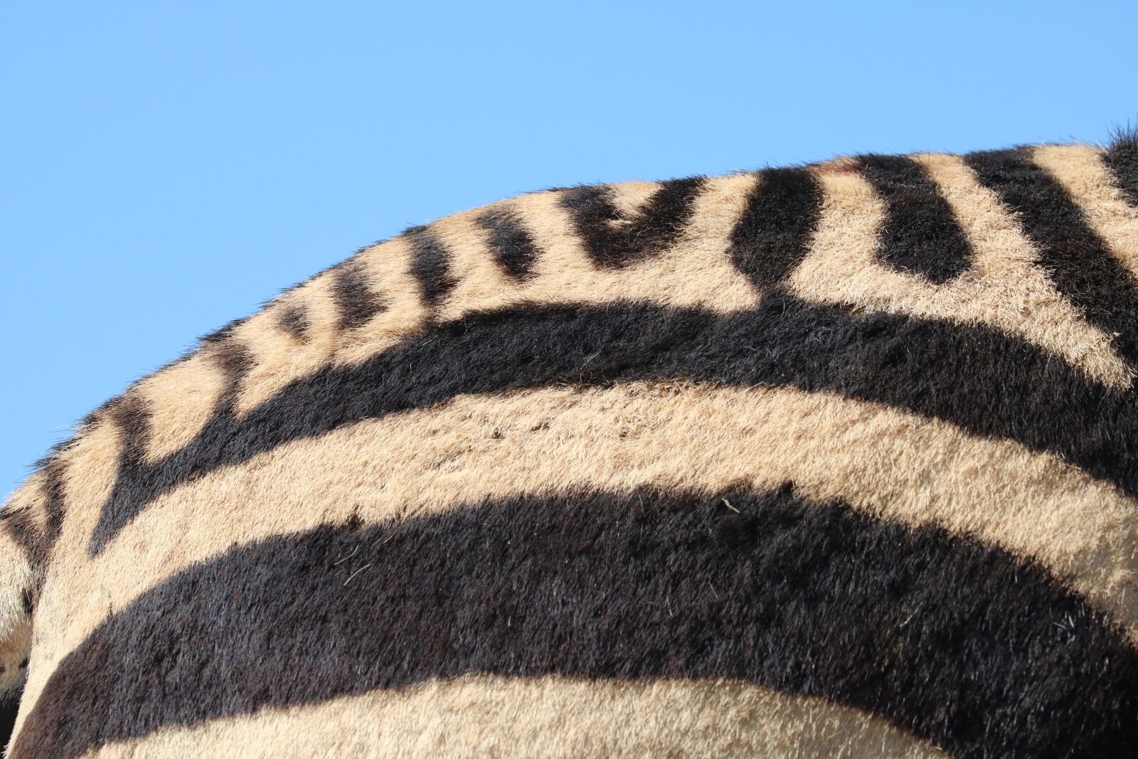 Canon EOS 760D (EOS Rebel T6s / EOS 8000D) sample photo. Hartmann's, zebra, pattern photography