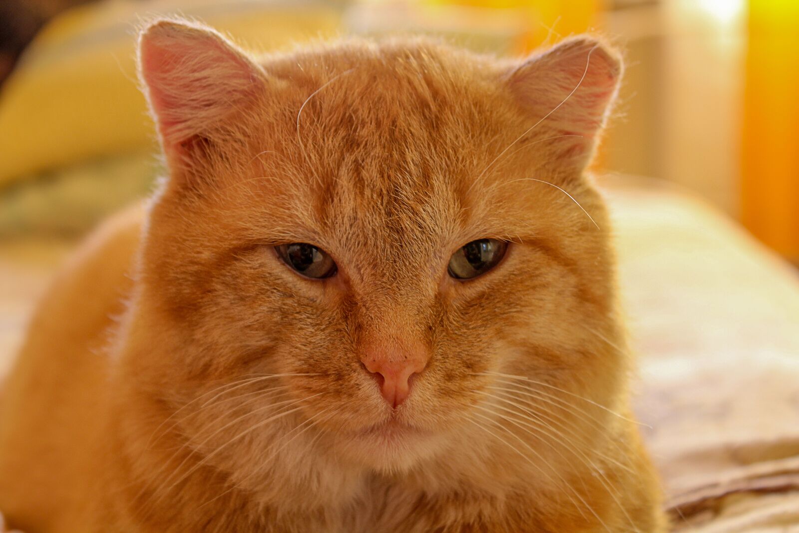 Canon EOS 600D (Rebel EOS T3i / EOS Kiss X5) sample photo. Cat, pet, mammal photography