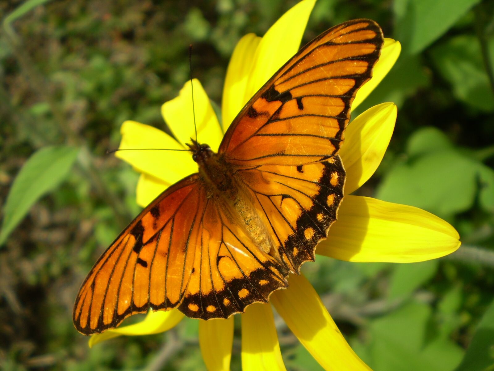 Olympus FE210,X775 sample photo. Butterfly, orange, wings orange photography