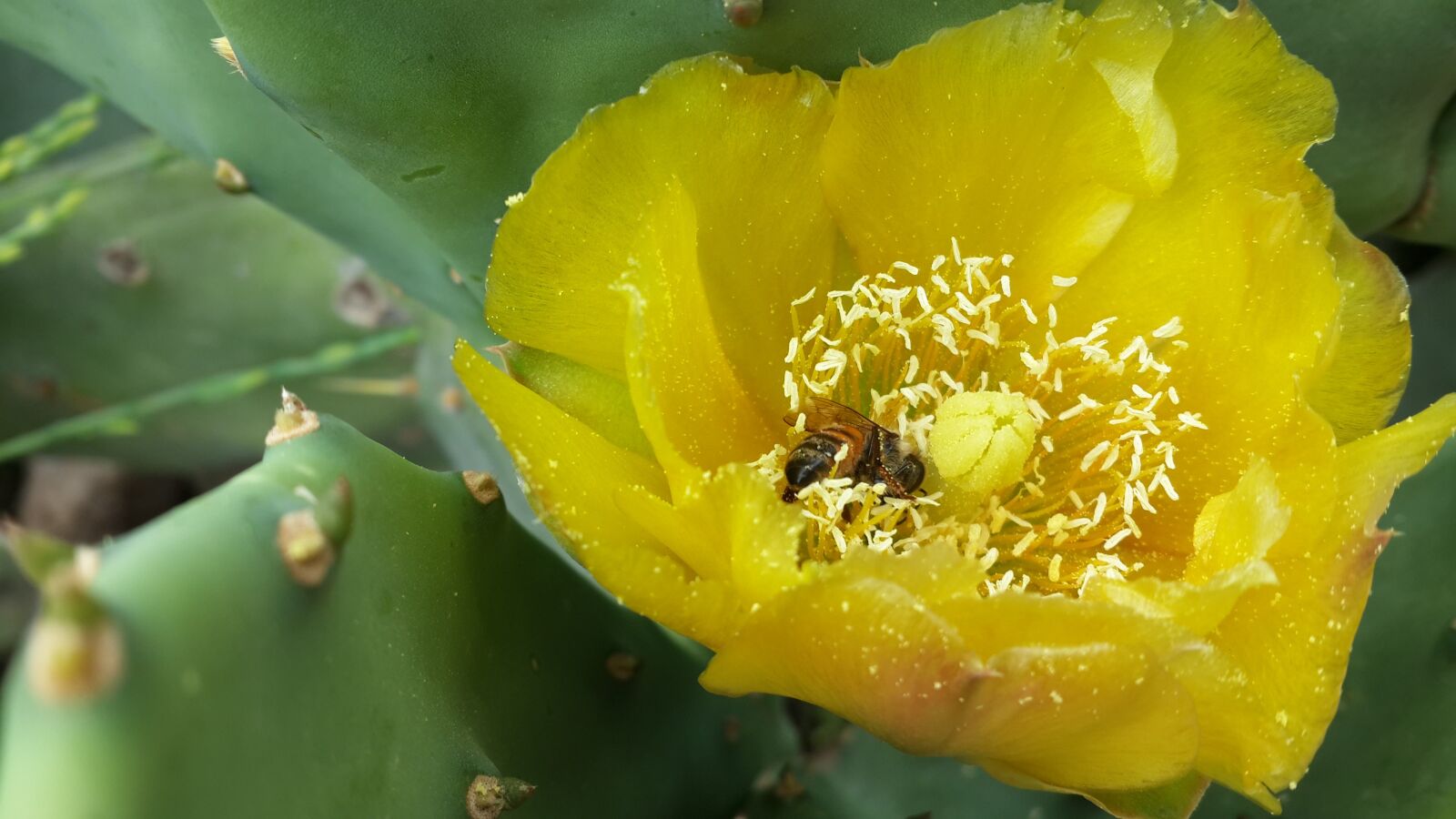 Samsung Galaxy S4 sample photo. Cactus, prickly pear, flower photography