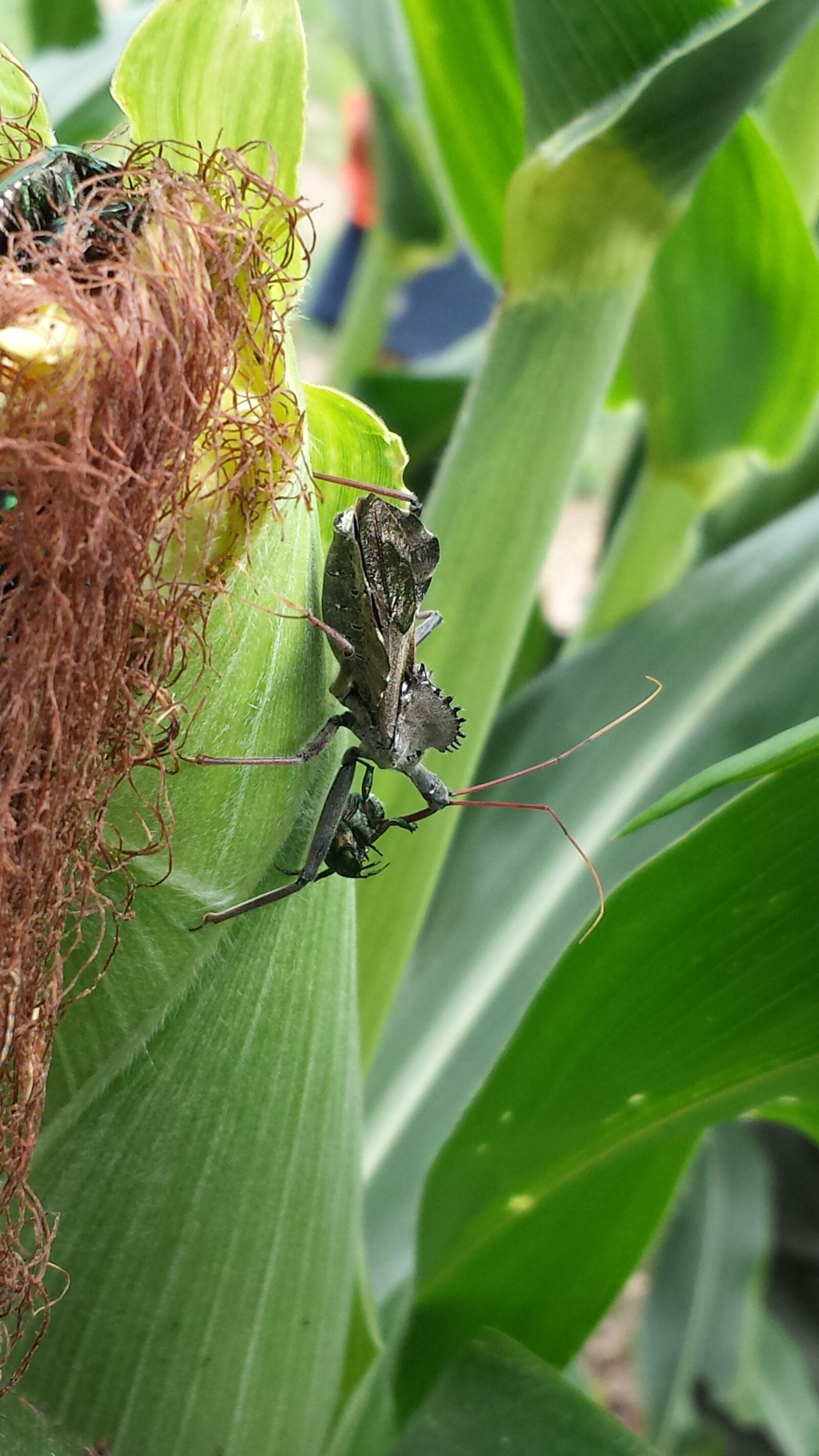Samsung Galaxy S4 sample photo. Corn, cornfield, insect photography