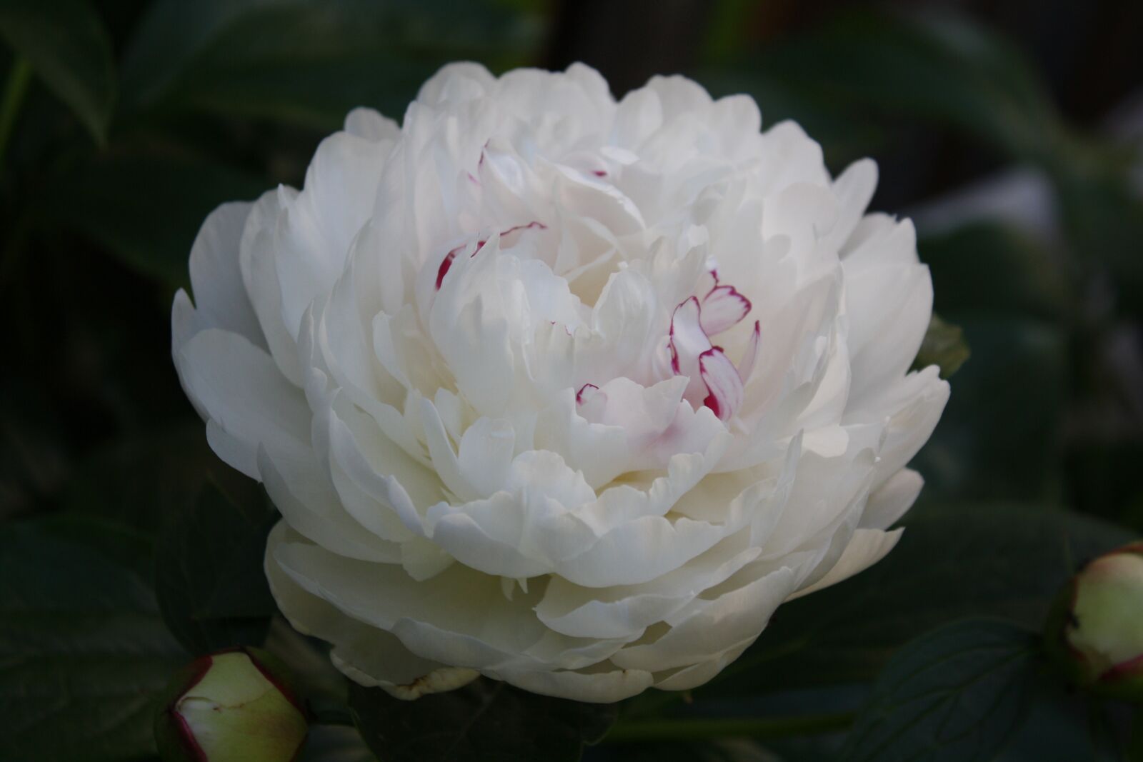 Canon EOS 1000D (EOS Digital Rebel XS / EOS Kiss F) sample photo. White, flower, nature photography