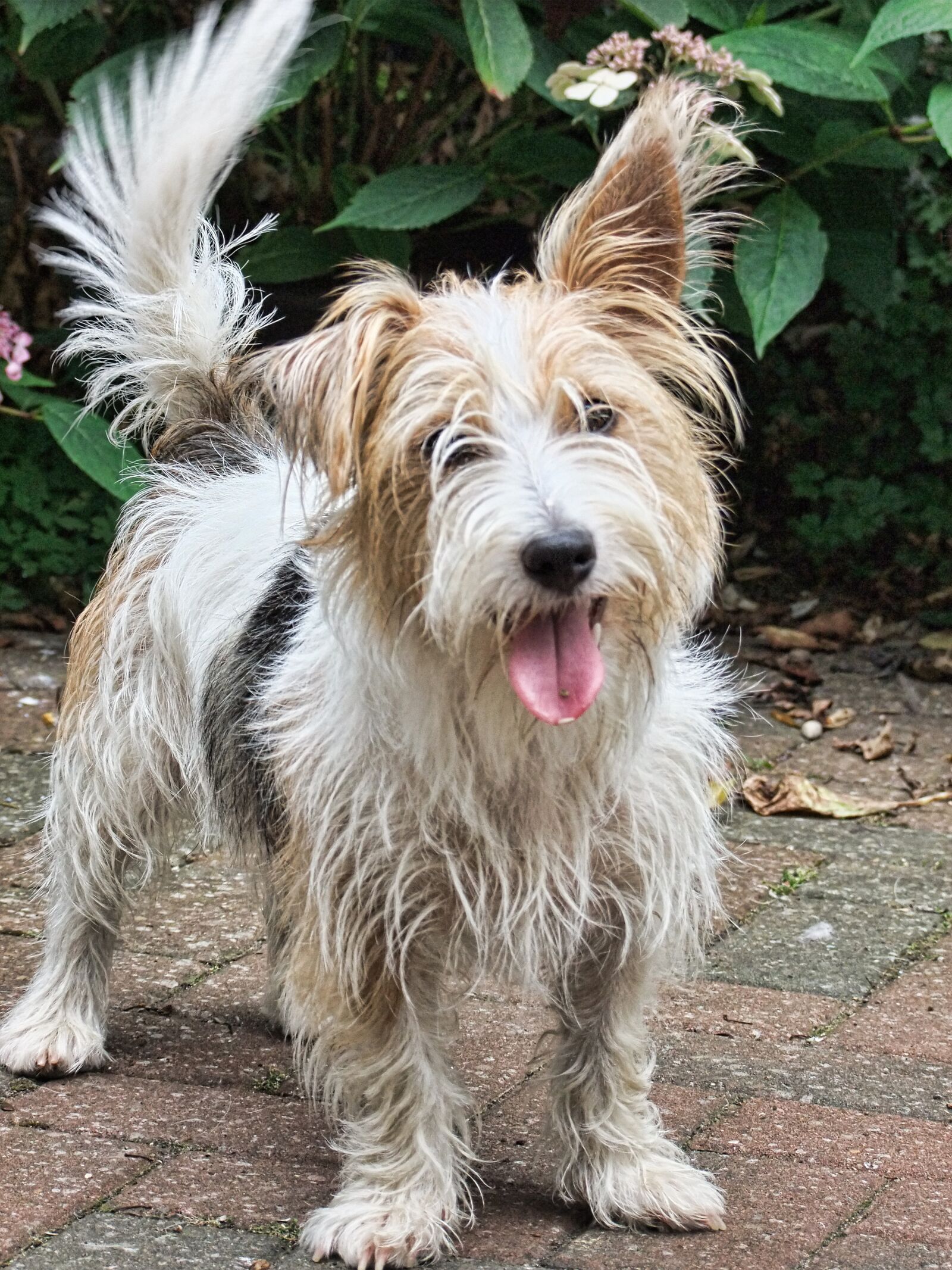 FujiFilm FinePix S200EXR (FinePix S205EXR) sample photo. Westland terrier, dog, companion photography