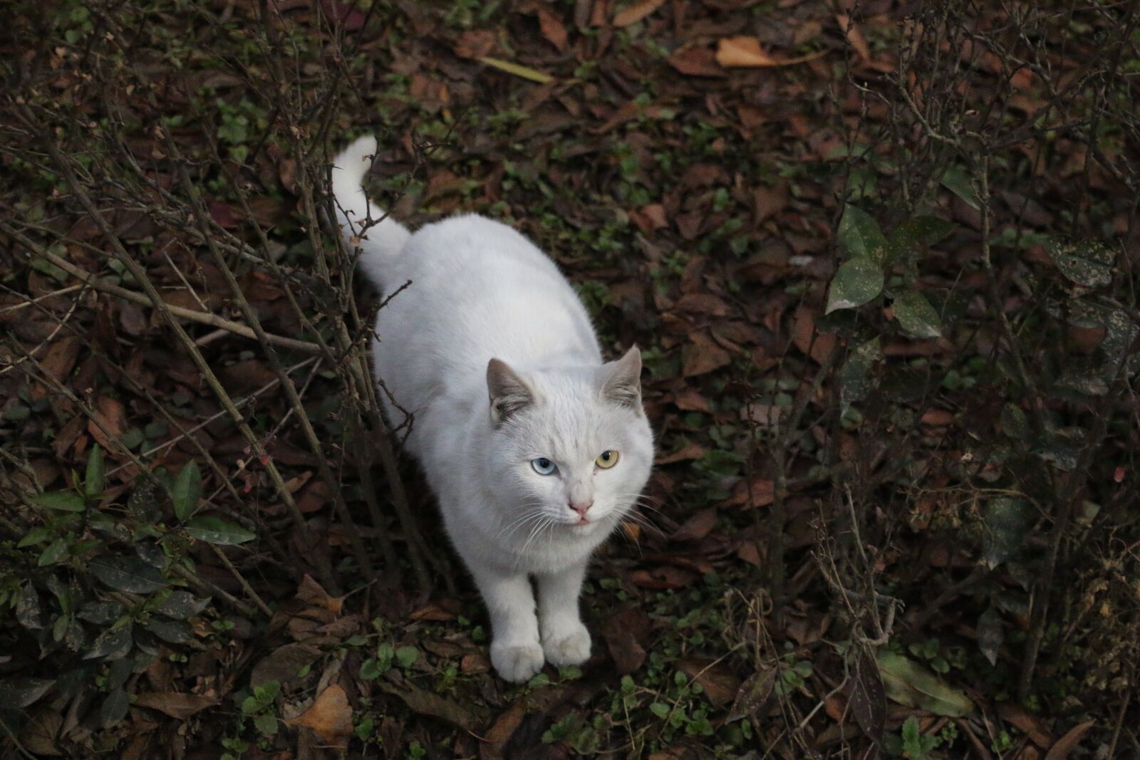 Canon EOS 70D sample photo. Mao, white, at dusk photography