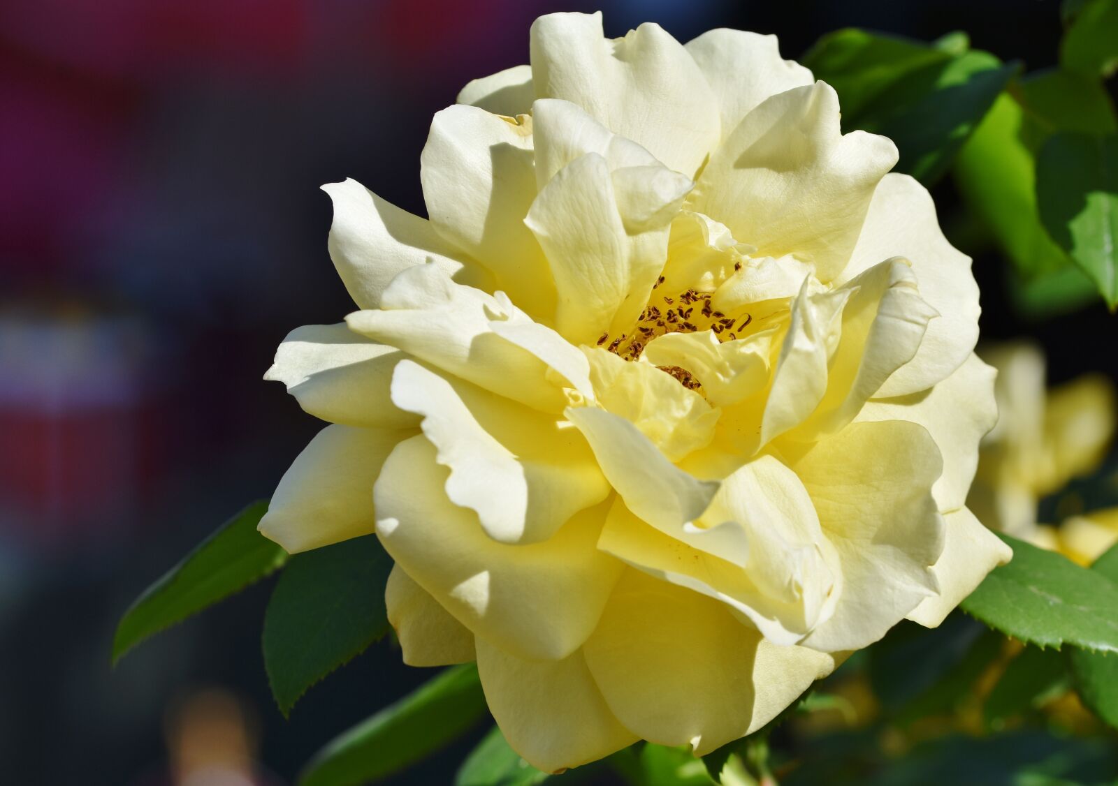 Nikon D7200 sample photo. Rose, rose bloom, garden photography
