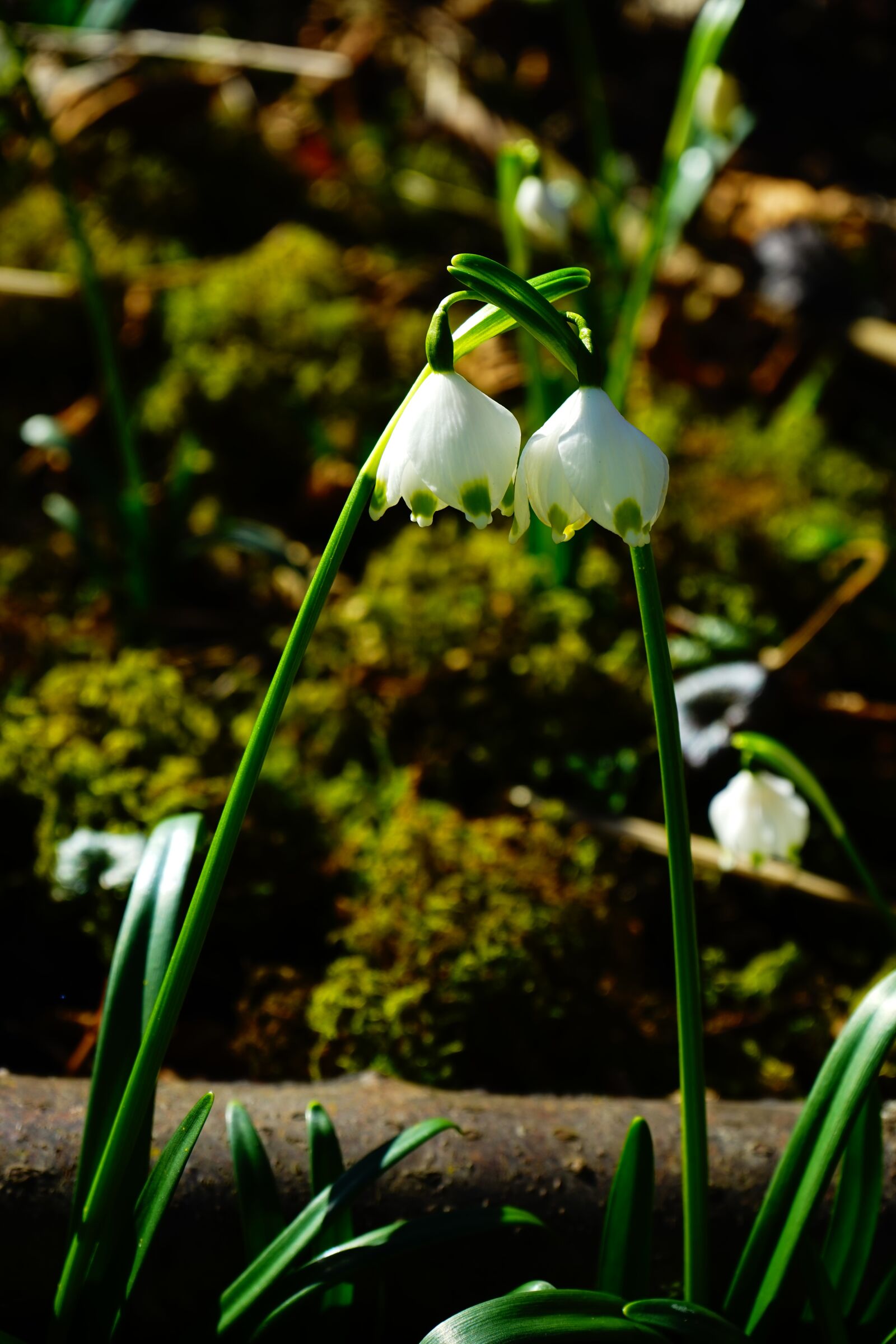 Sony a7 sample photo. Snowflake, flower, blossom photography