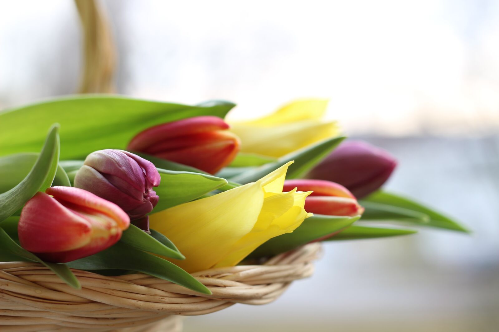 Canon EOS 600D (Rebel EOS T3i / EOS Kiss X5) + Canon EF 50mm F1.8 II sample photo. Tulips, bouquet, basket photography
