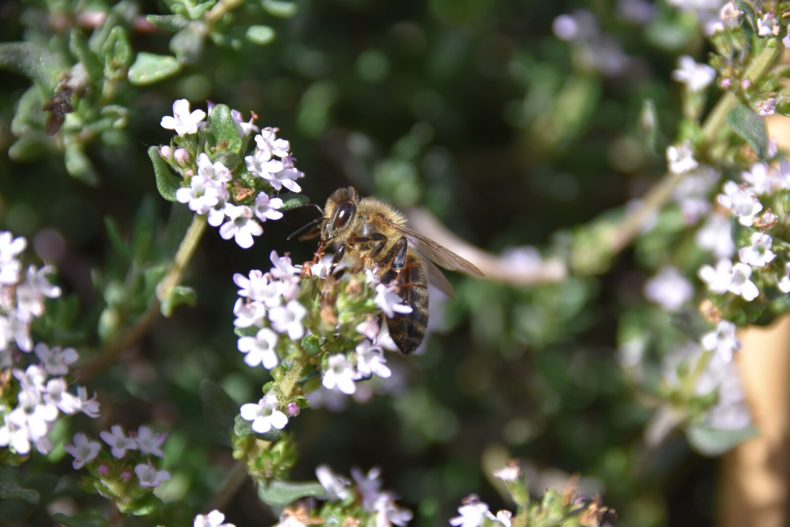Nikon D5600 sample photo. Bees, bees, drinking photography