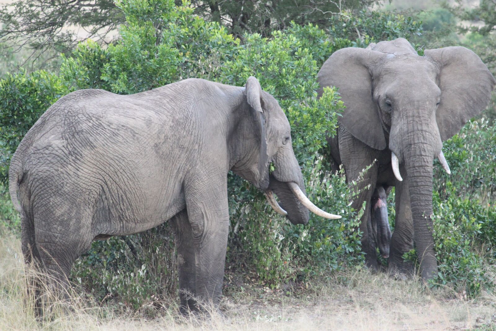 Canon EOS 500D (EOS Rebel T1i / EOS Kiss X3) sample photo. Africa, safari, tanzania photography