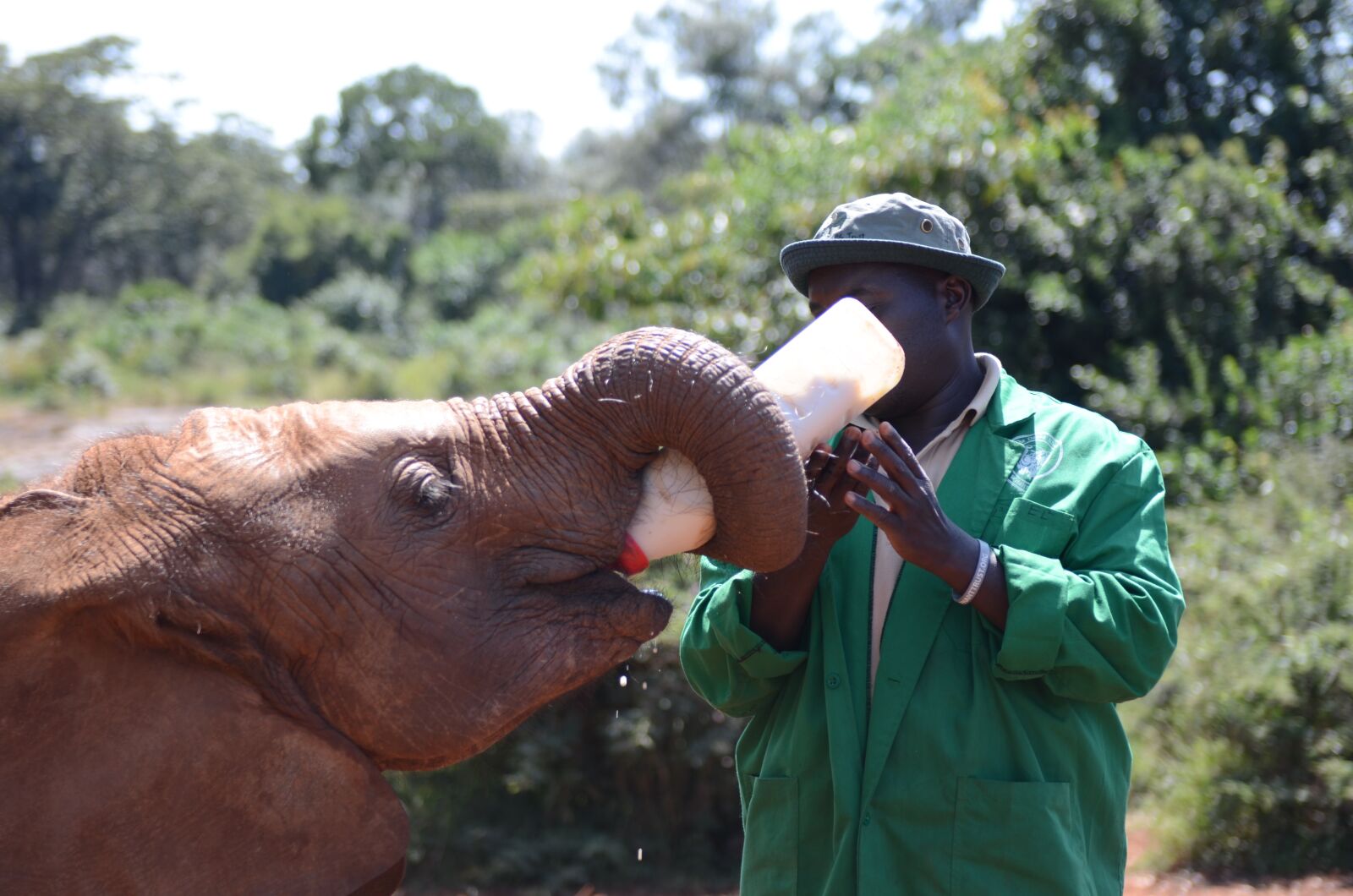 Nikon D7000 sample photo. Elephant, feeding, feed photography