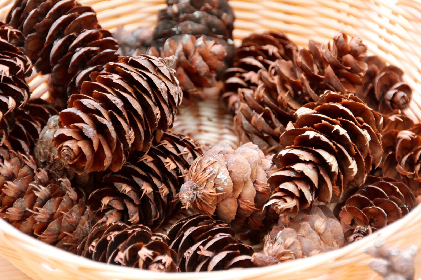 Canon EOS 60D sample photo. Pine cone, tap, winter photography