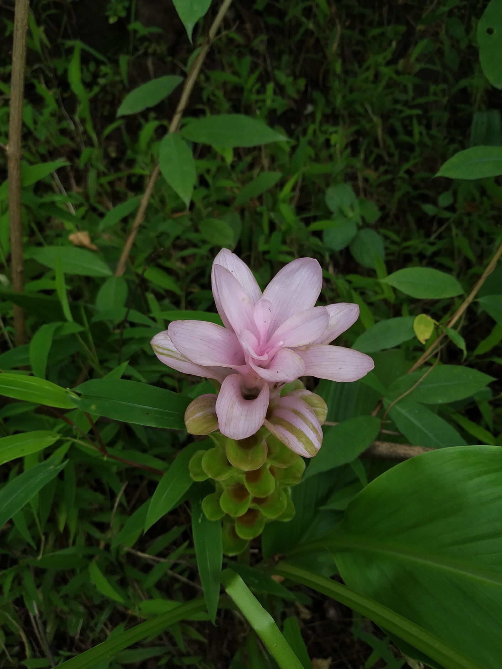 Xiaomi Redmi Note 6 Pro sample photo. Krishna kamal flower, ganesha's photography