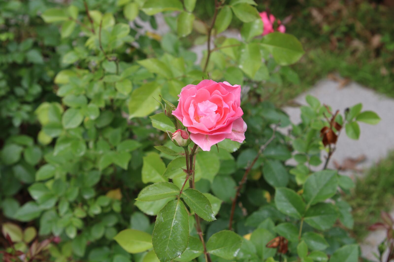 Canon EOS 750D (EOS Rebel T6i / EOS Kiss X8i) + Canon EF 24-70mm F2.8L USM sample photo. Pink, rose, flower photography