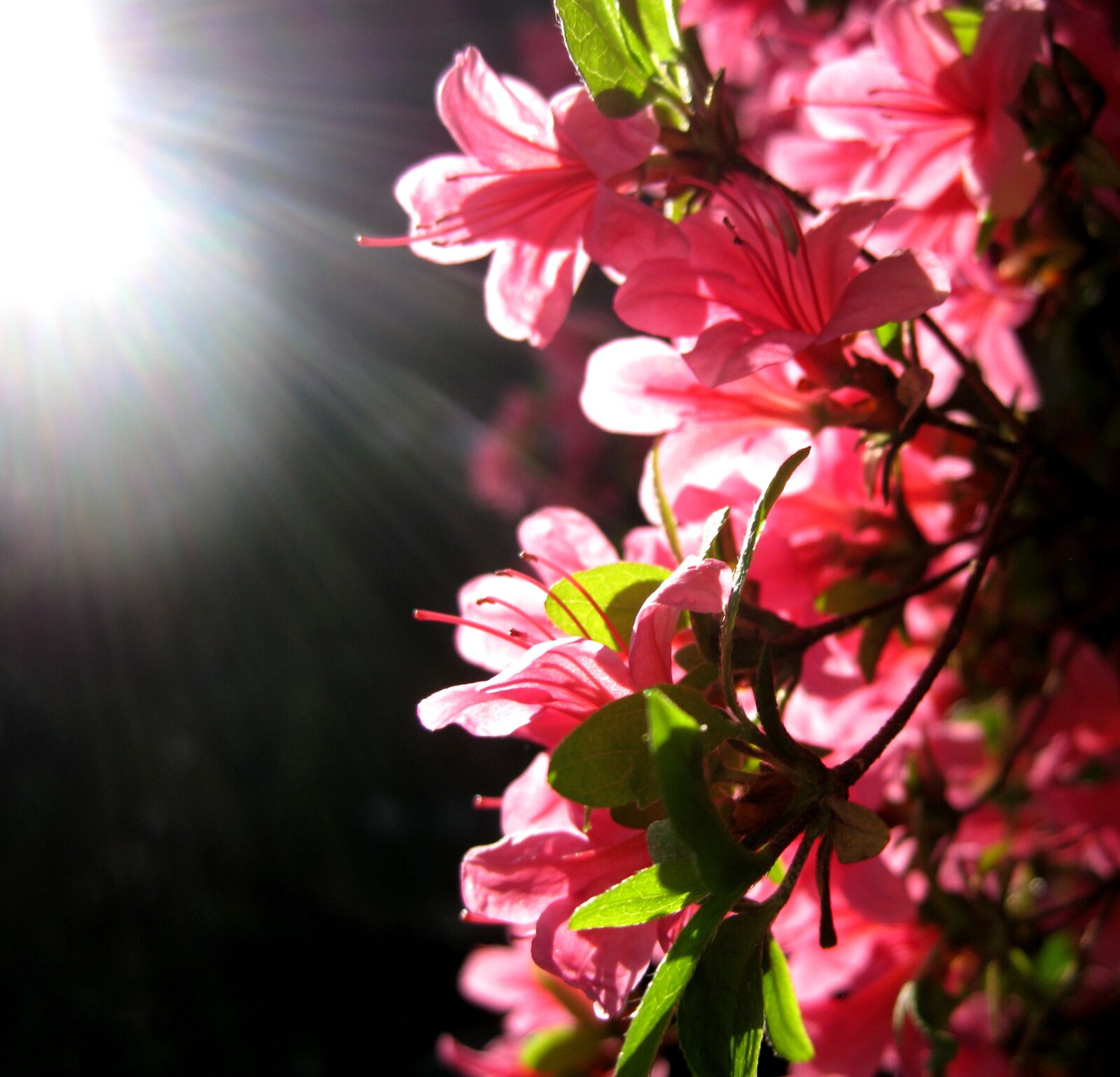 Canon DIGITAL IXUS 960 IS sample photo. Light, flower, red photography