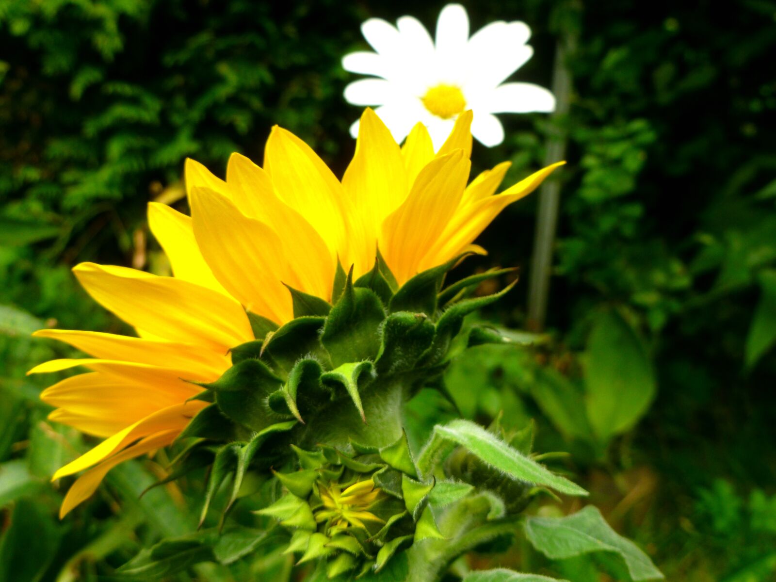 Panasonic DMC-FS37 sample photo. Sunflower, marguerite, flowers photography