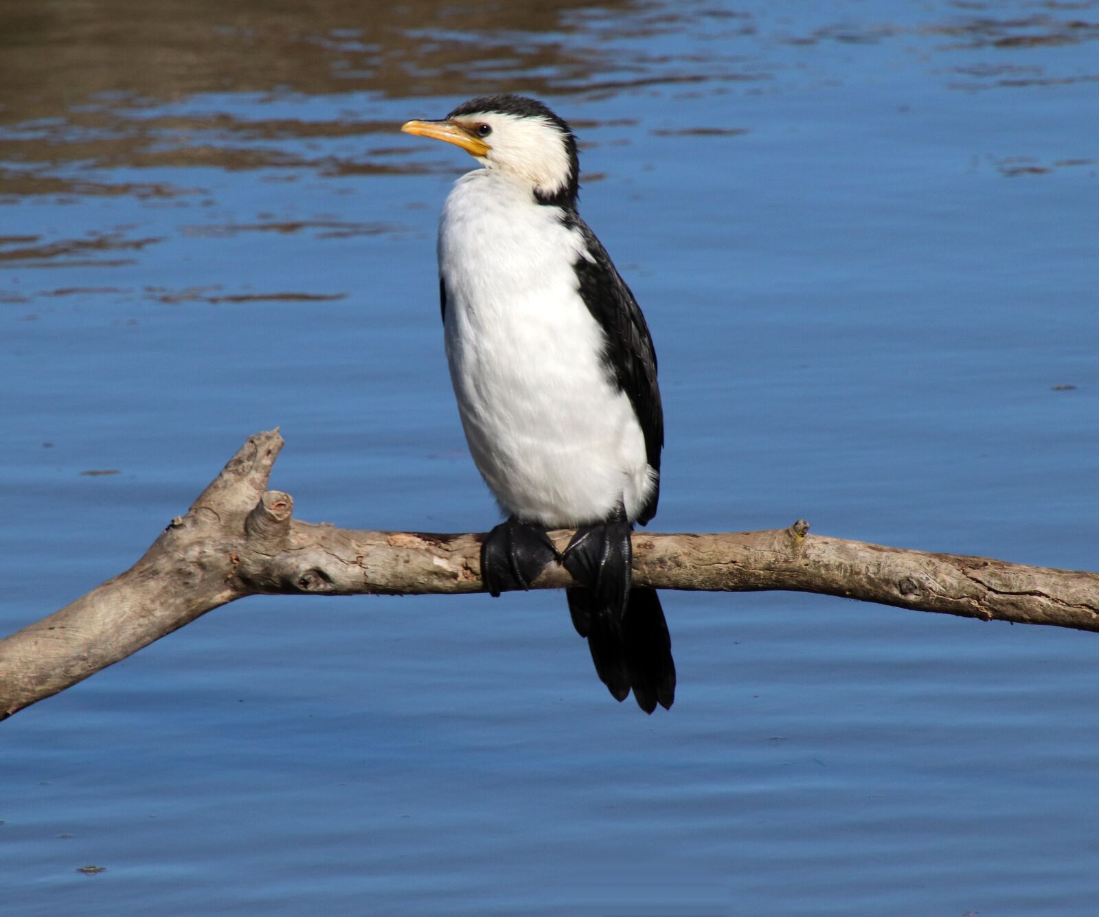 Canon EOS 800D (EOS Rebel T7i / EOS Kiss X9i) + Tamron 18-400mm F3.5-6.3 Di II VC HLD sample photo. Bird, cormorant, perched photography