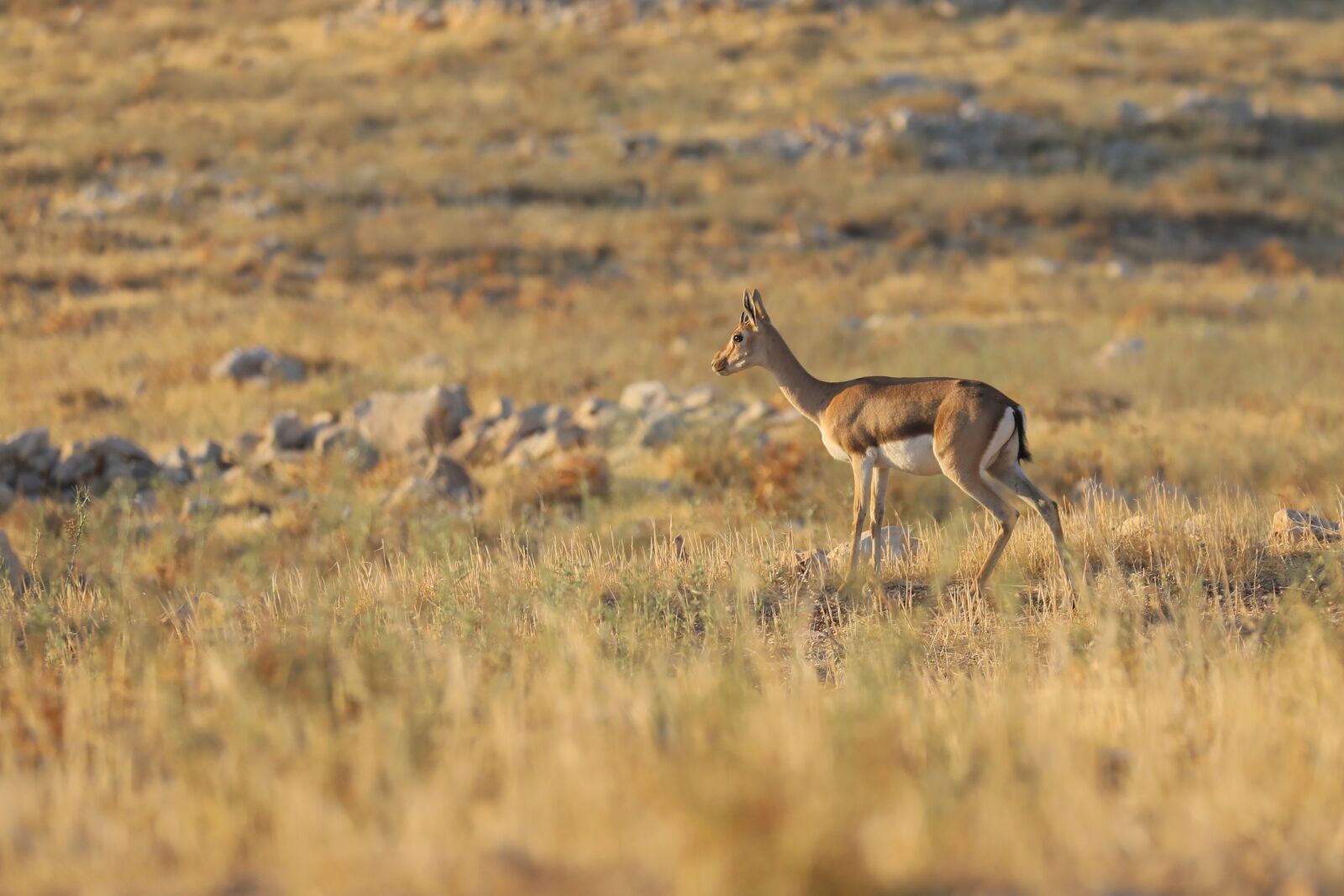 Canon EOS 5D Mark IV sample photo. Antelope, animals, safari photography