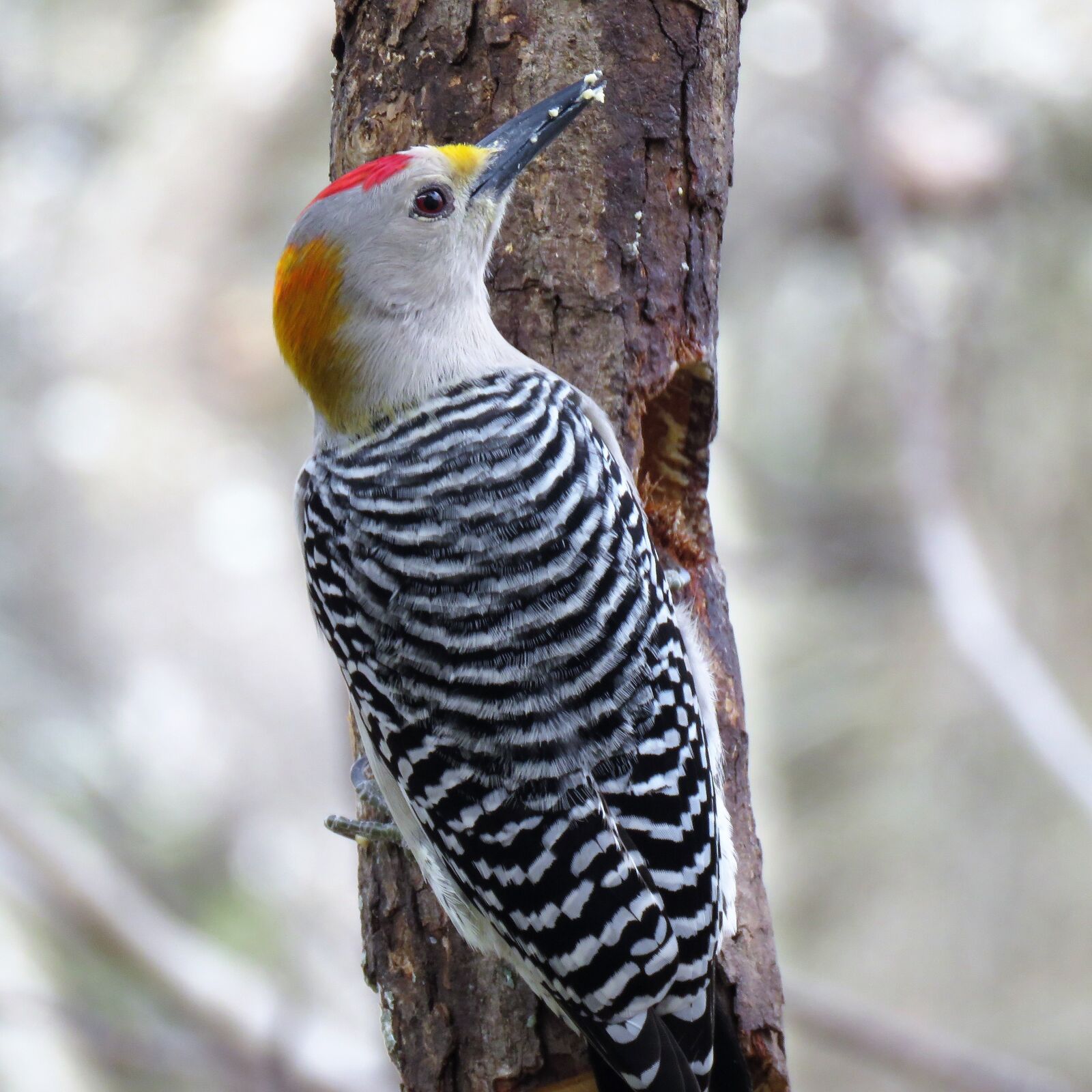 Canon PowerShot SX60 HS sample photo. Woodpecker, bird, wildlife photography
