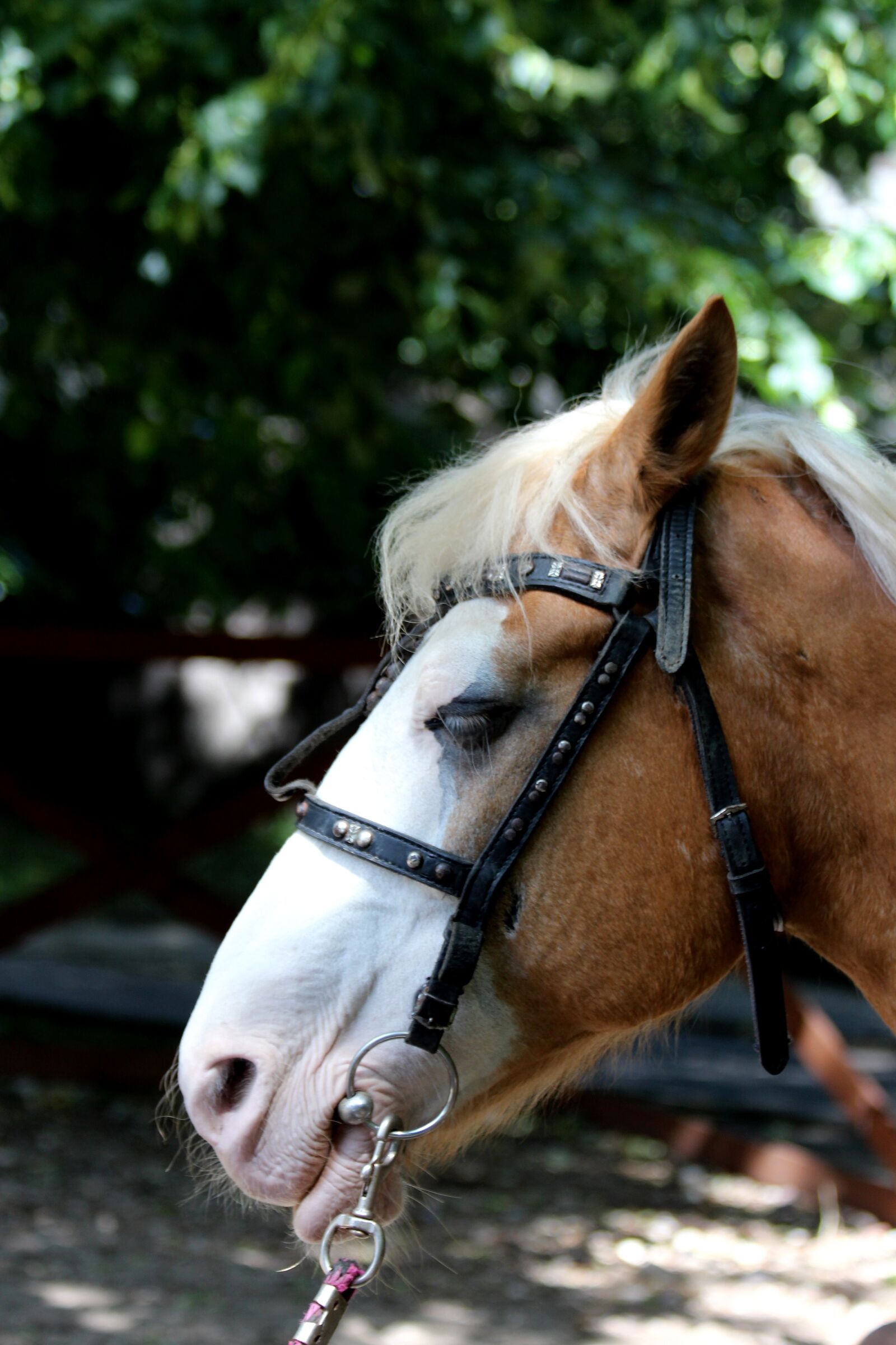Canon EOS 650D (EOS Rebel T4i / EOS Kiss X6i) sample photo. Horse, animal, head photography