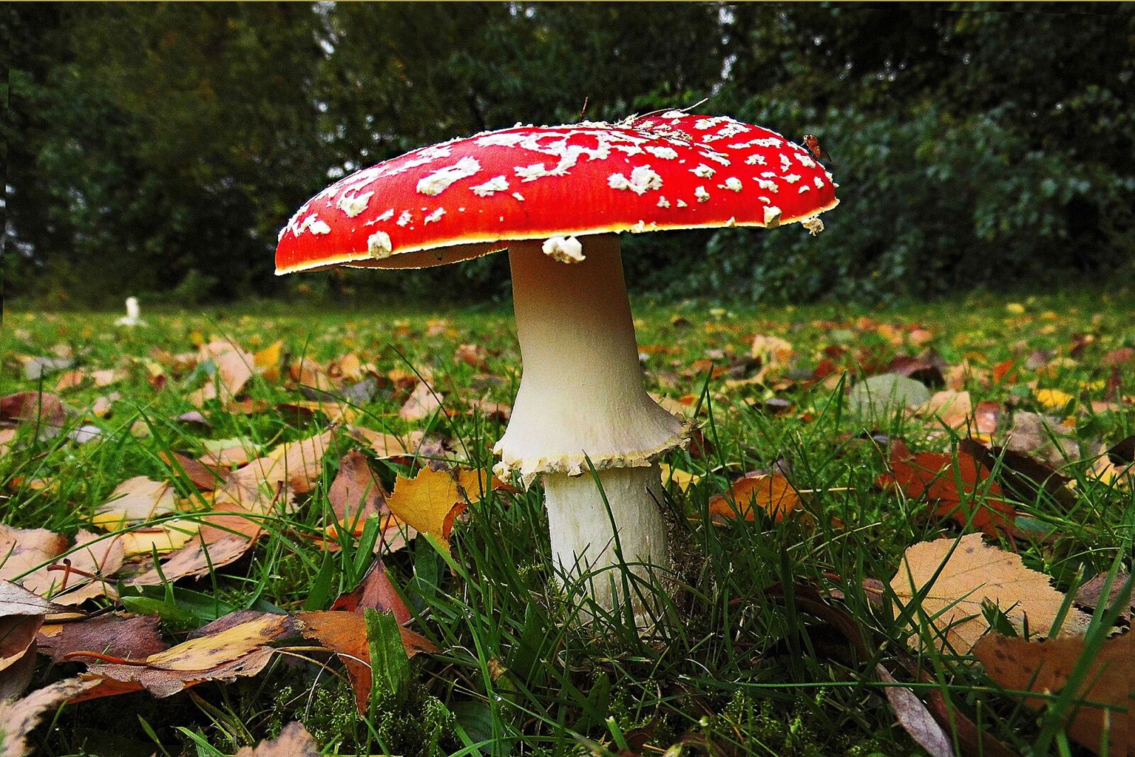 MEDION MD86929 sample photo. Fly agaric, forest, autumn photography