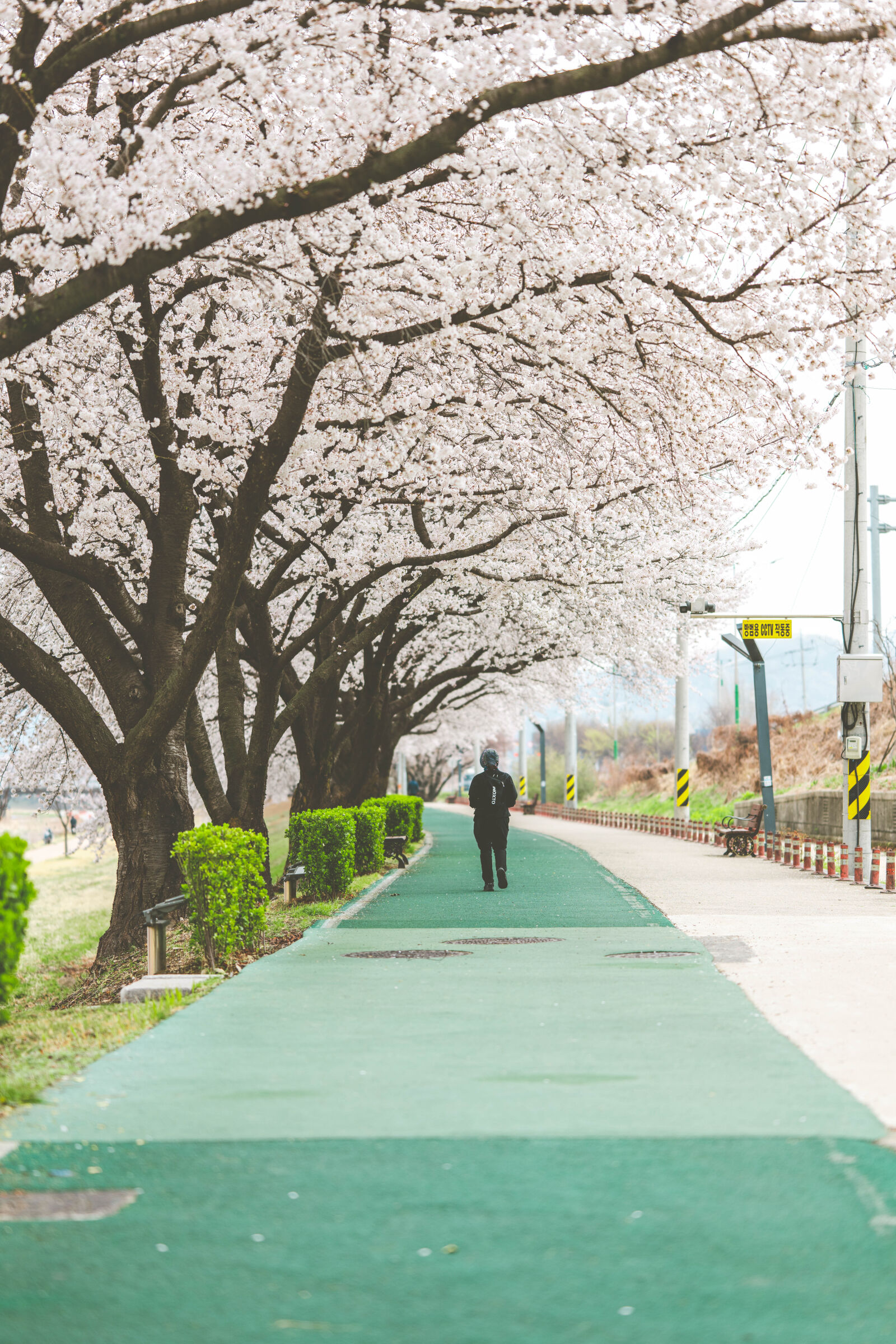 Nikon Z8 sample photo