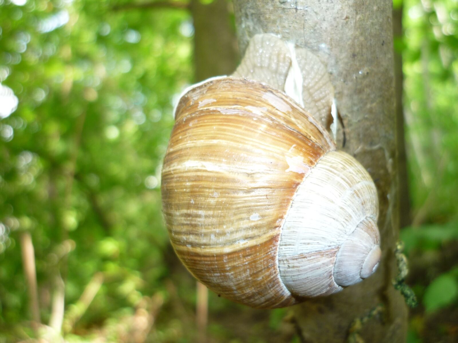 Panasonic Lumix DMC-FS6 sample photo. Snail, casing, happen photography
