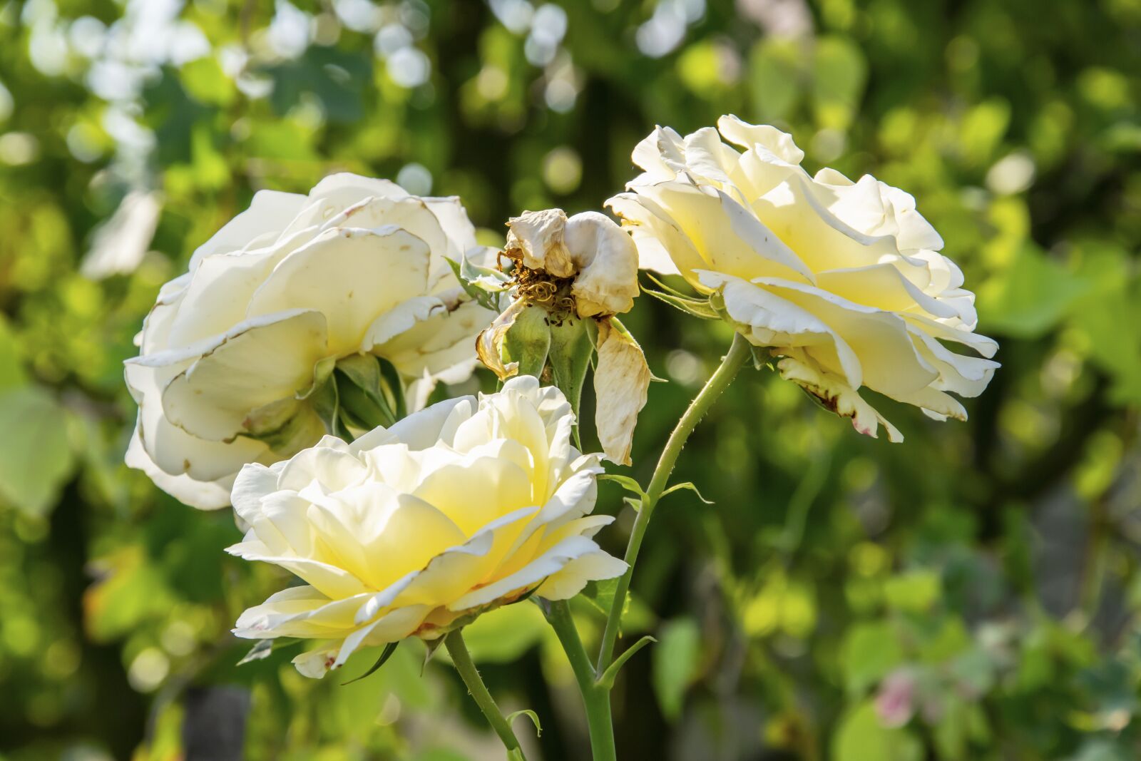 Nikon D5300 sample photo. Yellow rose, rose, flower photography