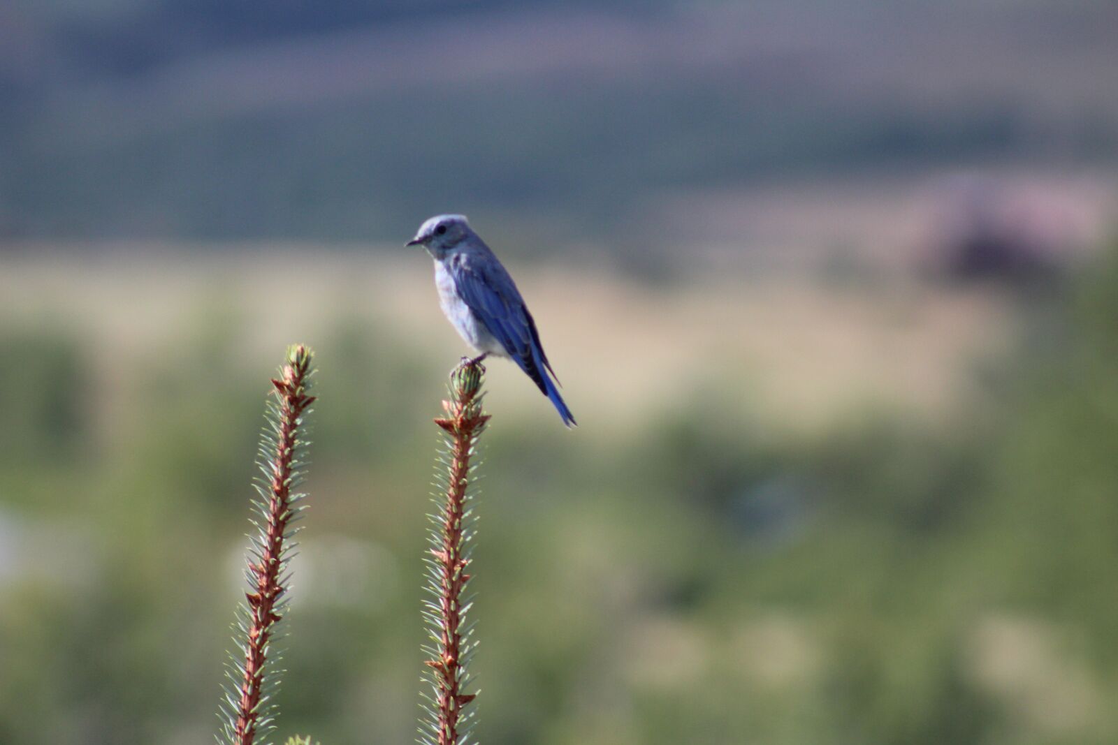 Canon EF 75-300mm f/4-5.6 sample photo. Bird, nature, montana photography
