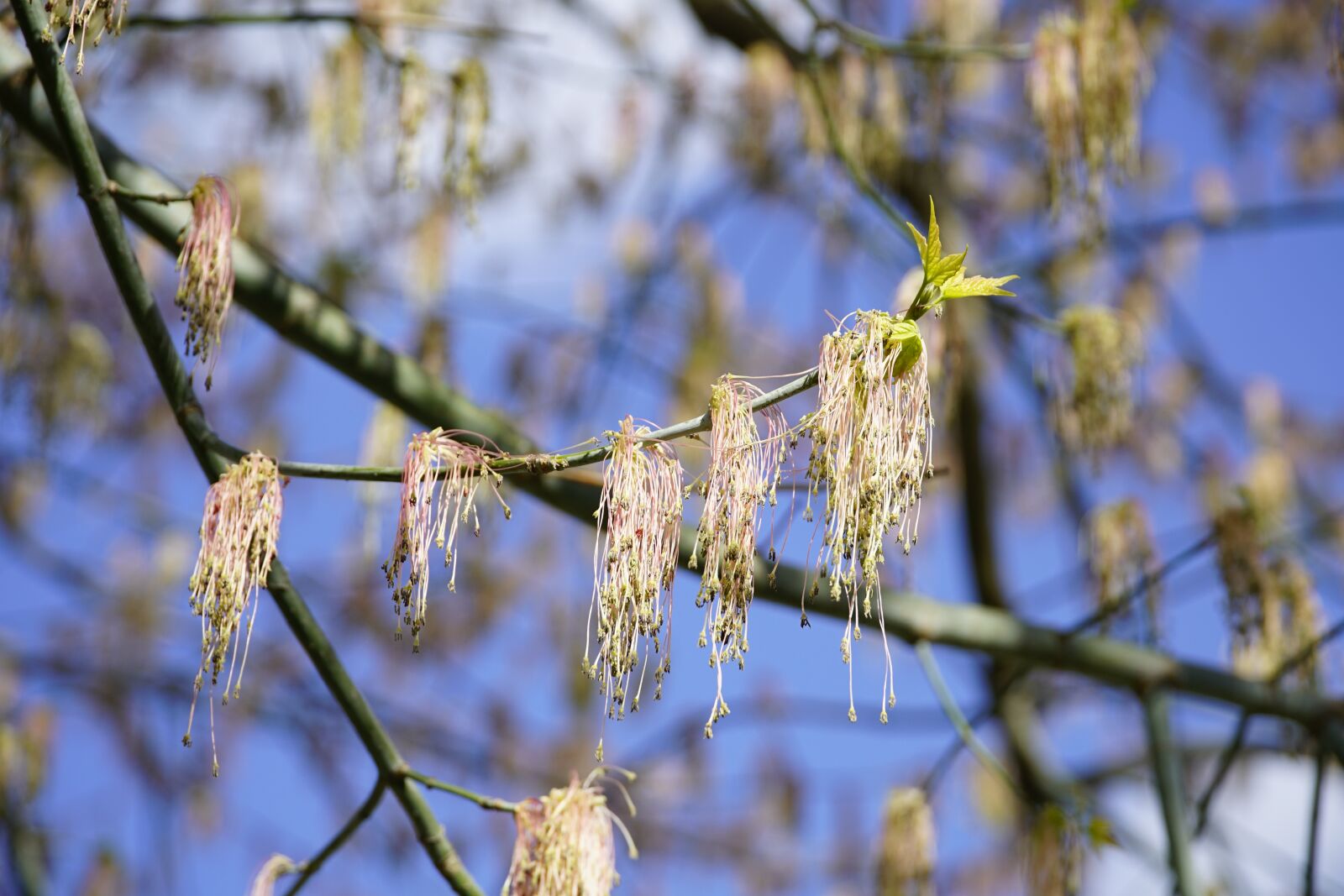 Sony a7R II + Sony E PZ 18-105mm F4 G OSS sample photo. Acer, negundo, maple photography