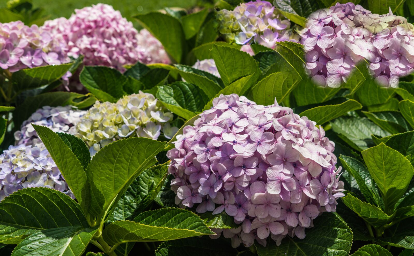 Sony a7R II + Sony FE 24-240mm F3.5-6.3 OSS sample photo. Lilacs, garden, flowers dew photography