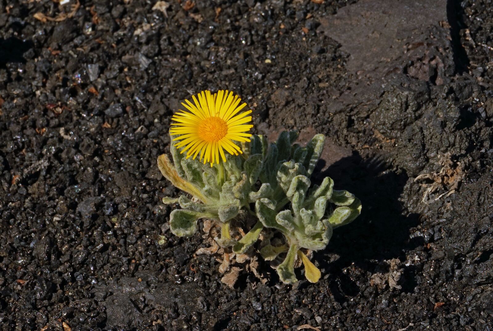 Sony a7 + Sony FE 24-240mm F3.5-6.3 OSS sample photo. Nauplius, intermedius, flower photography