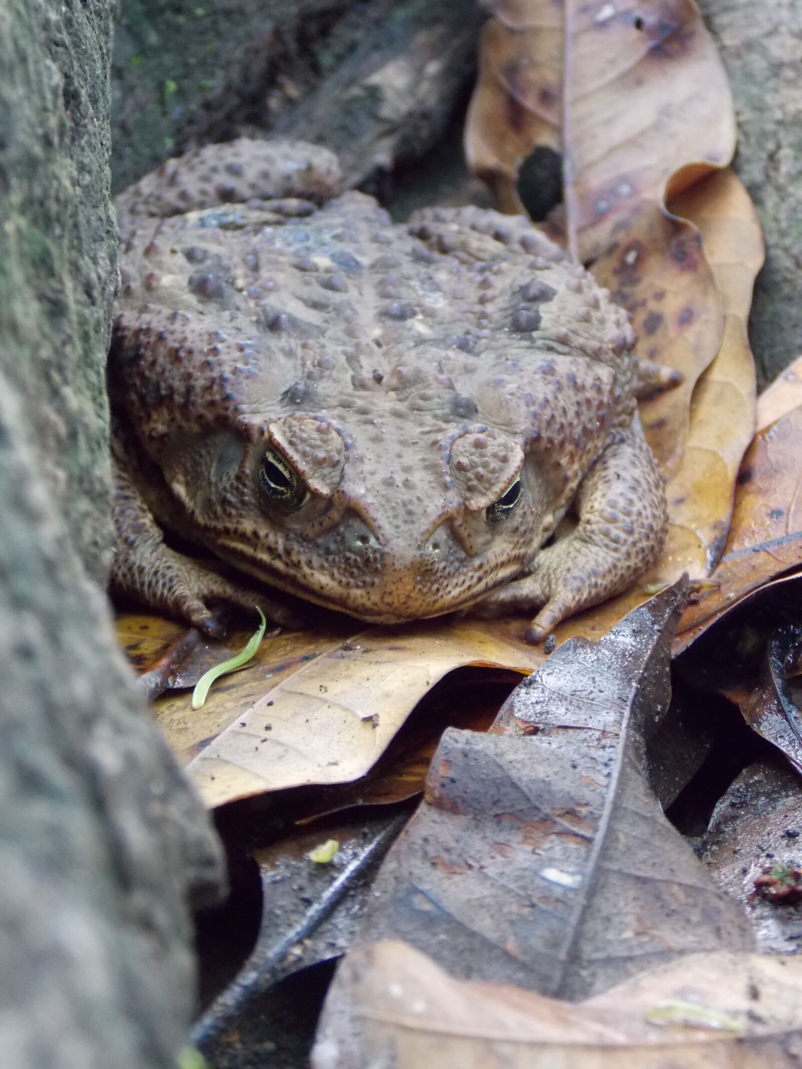 Nikon Coolpix L810 sample photo. Toad, soil, nature photography