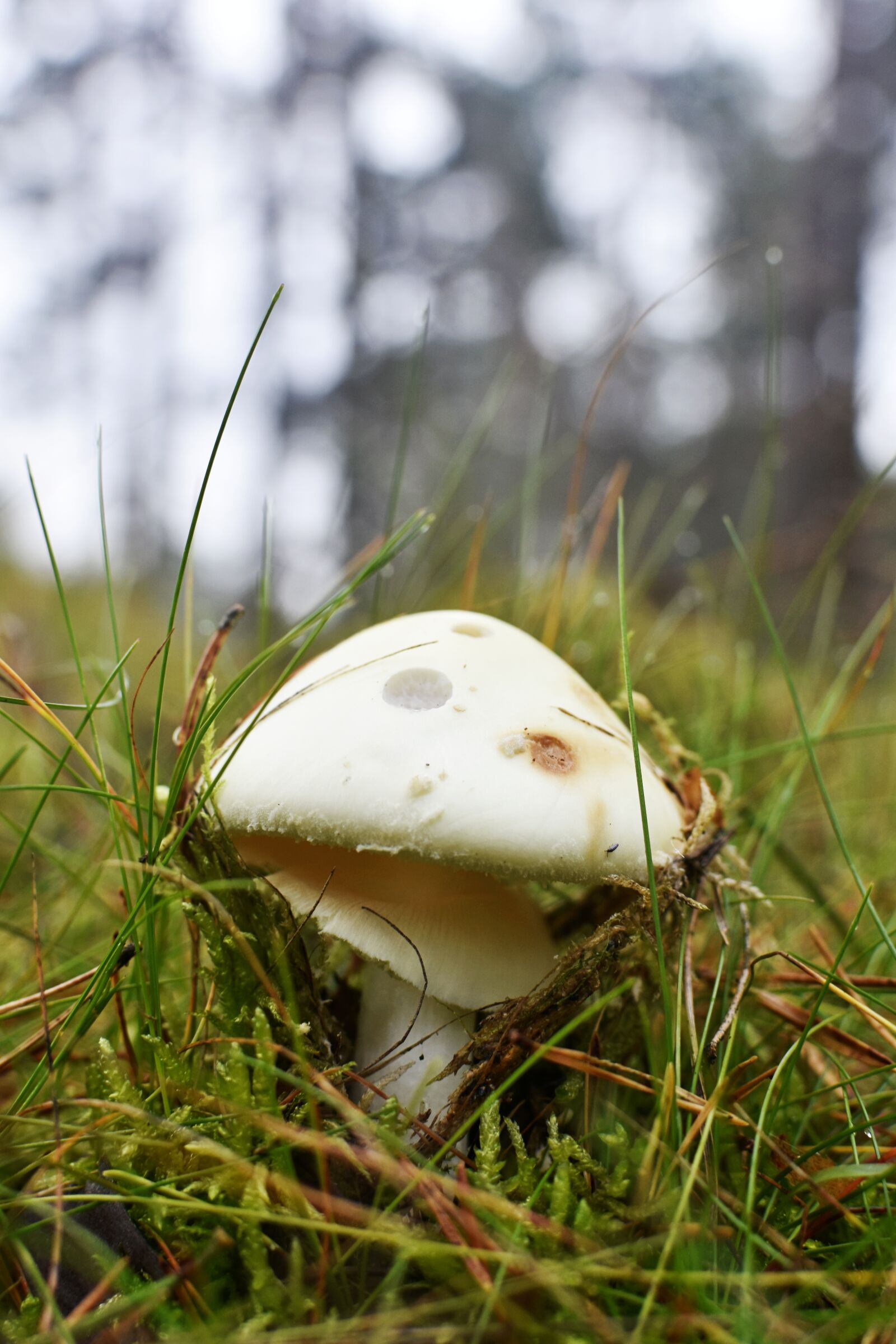 Nikon D7200 sample photo. Mushroom, forest, autumn photography