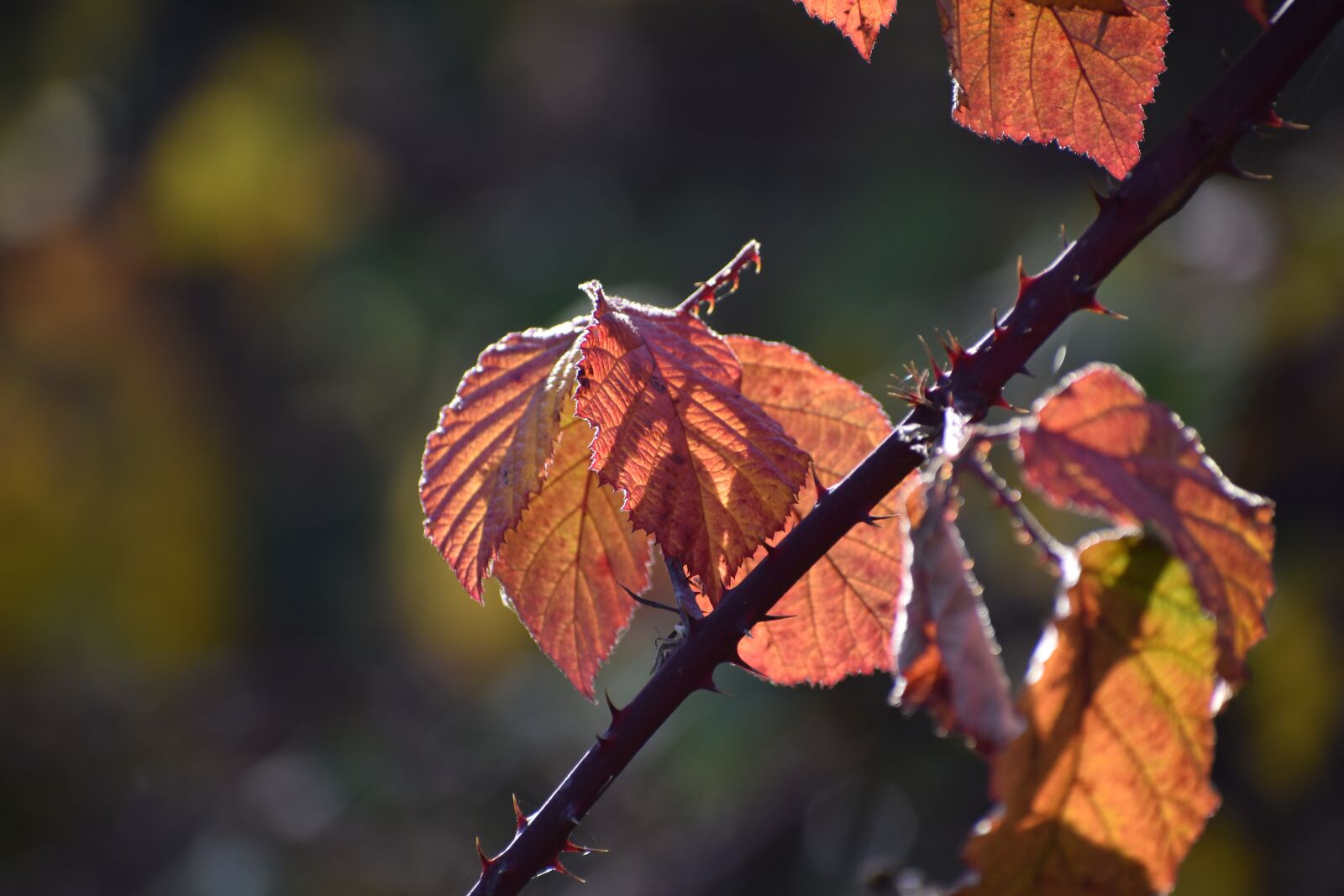 Nikon D3500 sample photo. Foliage, autumn, orange photography
