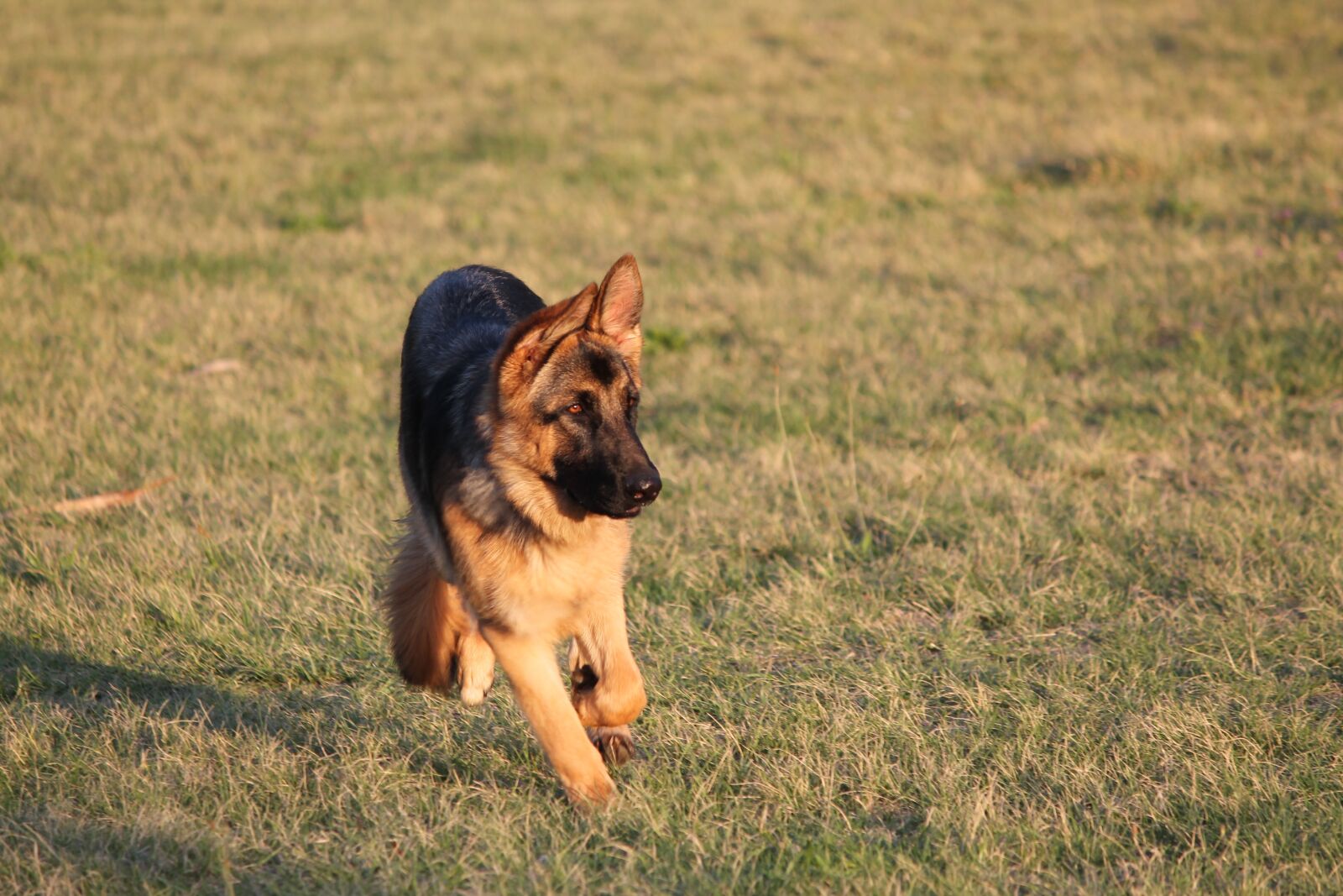 Canon EOS 1100D (EOS Rebel T3 / EOS Kiss X50) sample photo. Dog, alsatian, german shepherd photography