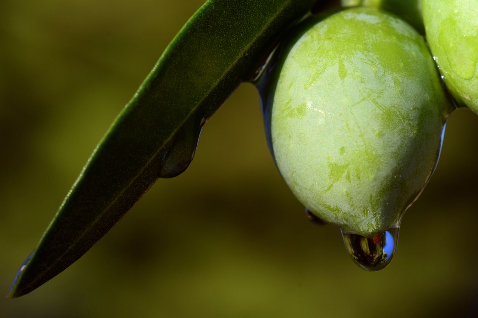 Nikon D3300 sample photo. Olive, olive oil, eat photography