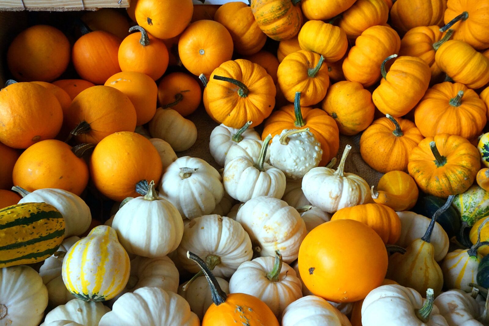 Sony E 16-50mm F3.5-5.6 PZ OSS sample photo. Pumpkin, autumn, harvest photography