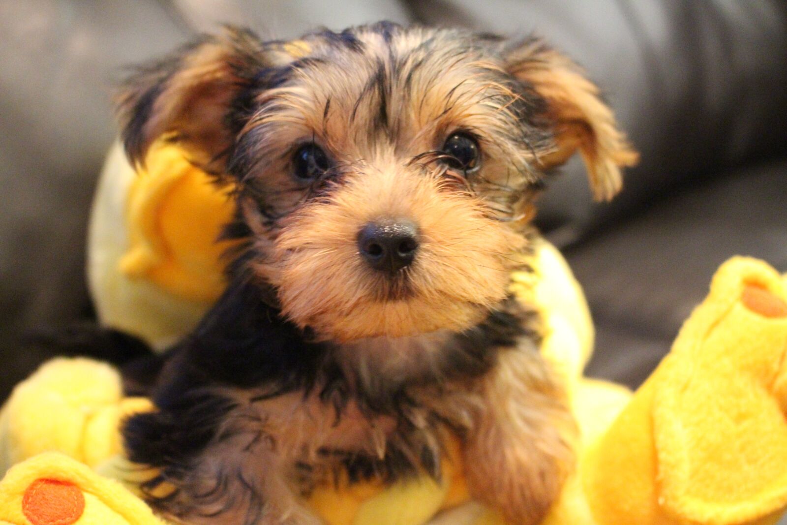 Canon EOS 700D (EOS Rebel T5i / EOS Kiss X7i) sample photo. Yorkie, pet, cute photography