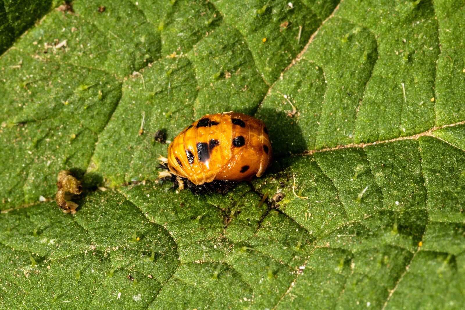 Canon EOS 750D (EOS Rebel T6i / EOS Kiss X8i) sample photo. Marienk fer larva, ladybug photography